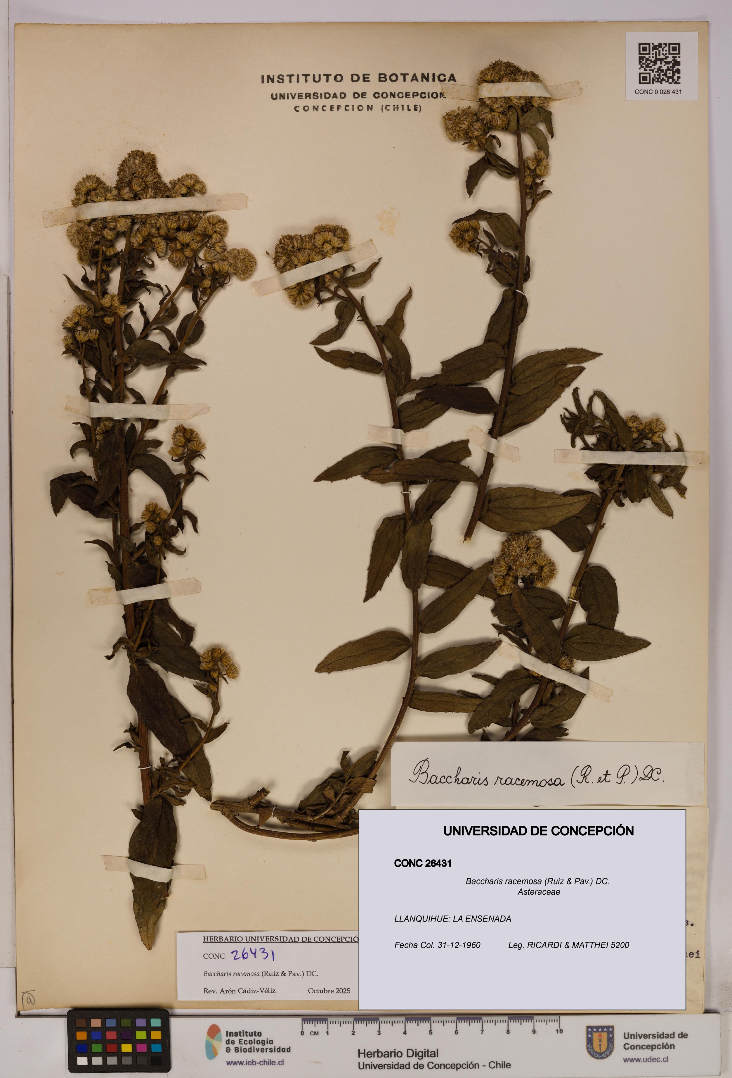 Baccharis racemosa [Espécimen: UDEC:CONC:0026431]