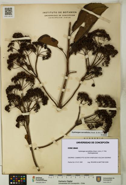 Hydrangea serratifolia [Espécimen: UDEC:CONC:0026440]