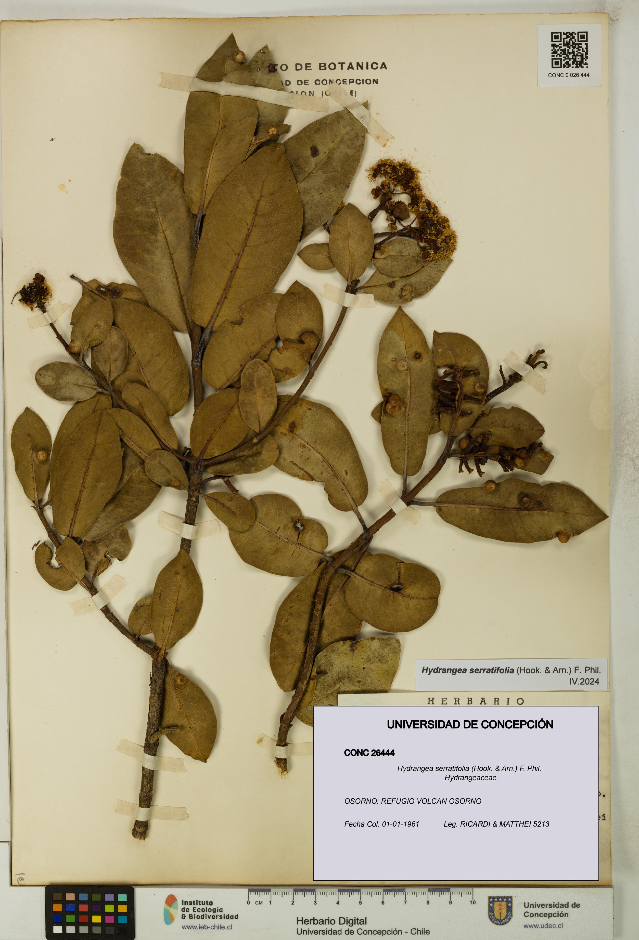 Hydrangea serratifolia [Espécimen: UDEC:CONC:0026444]