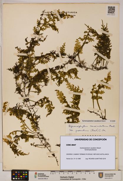 Hymenophyllum caudatum [Espécimen: UDEC:CONC:0026447]