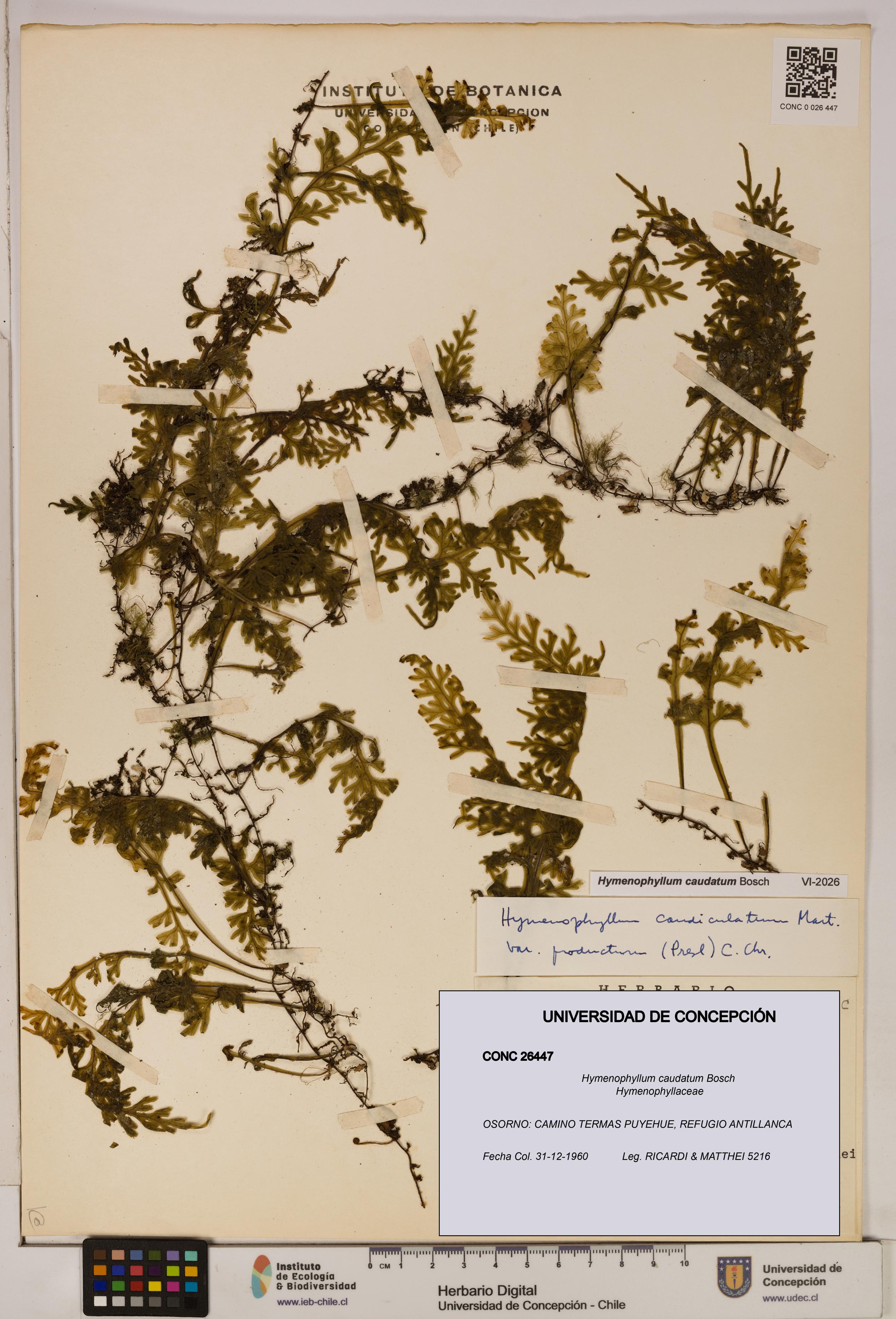Hymenophyllum caudatum [Espécimen: UDEC:CONC:0026447]