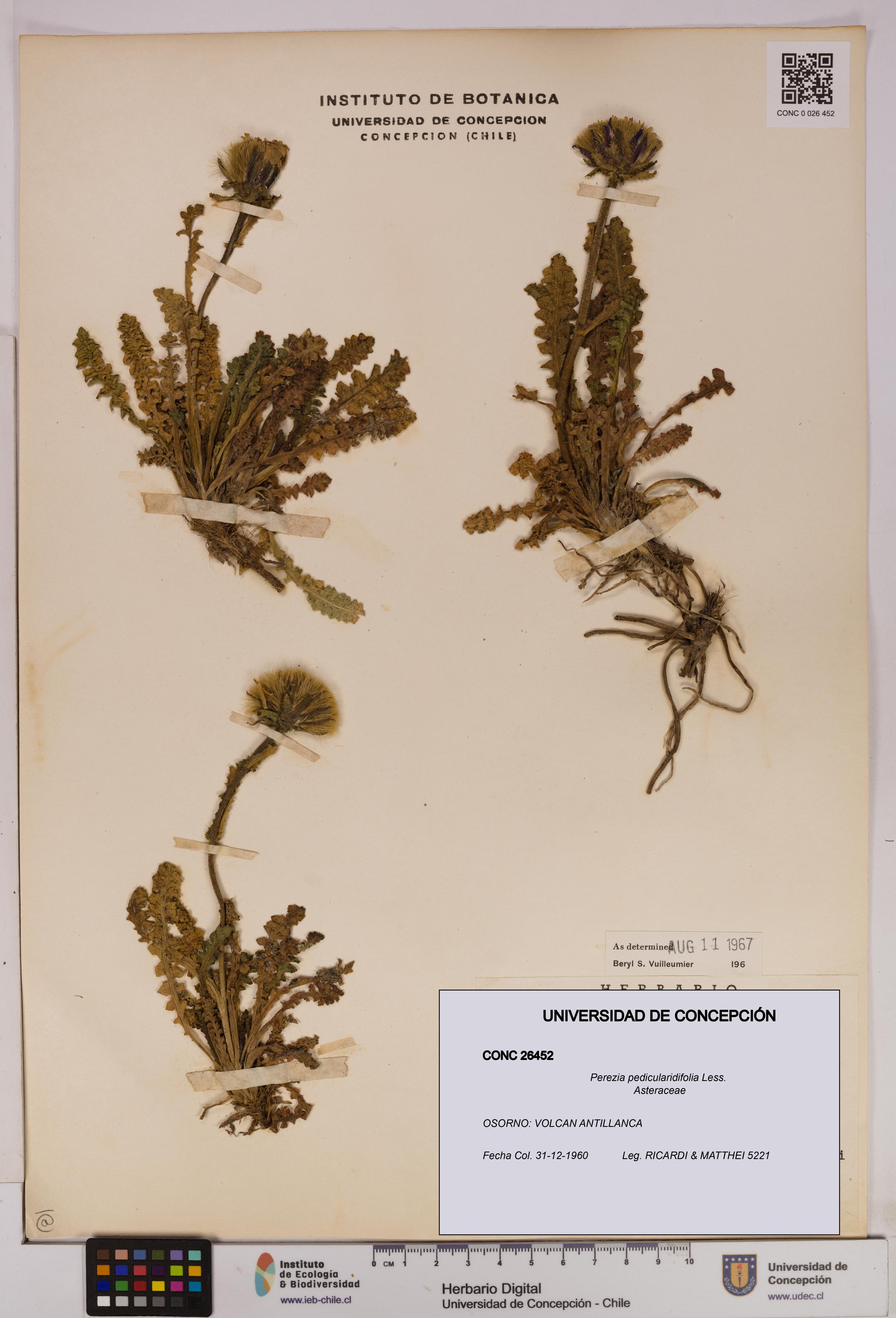 Perezia pedicularidifolia [Espécimen: UDEC:CONC:0026452]