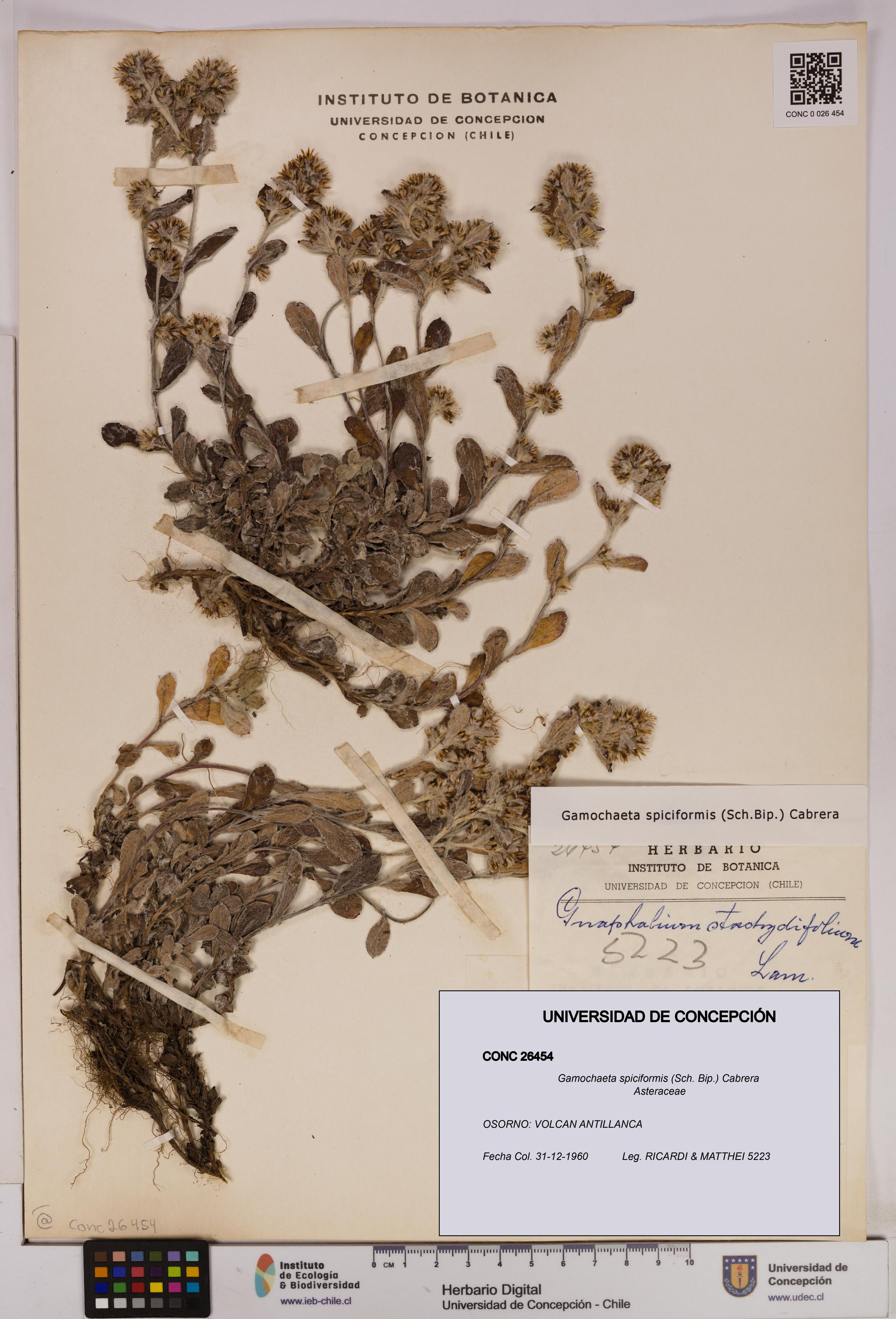 Gamochaeta spiciformis [Espécimen: UDEC:CONC:0026454]