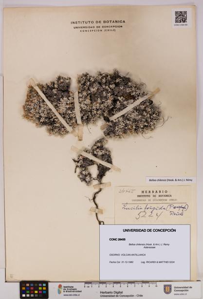 Belloa chilensis [Espécimen: UDEC:CONC:0026455]