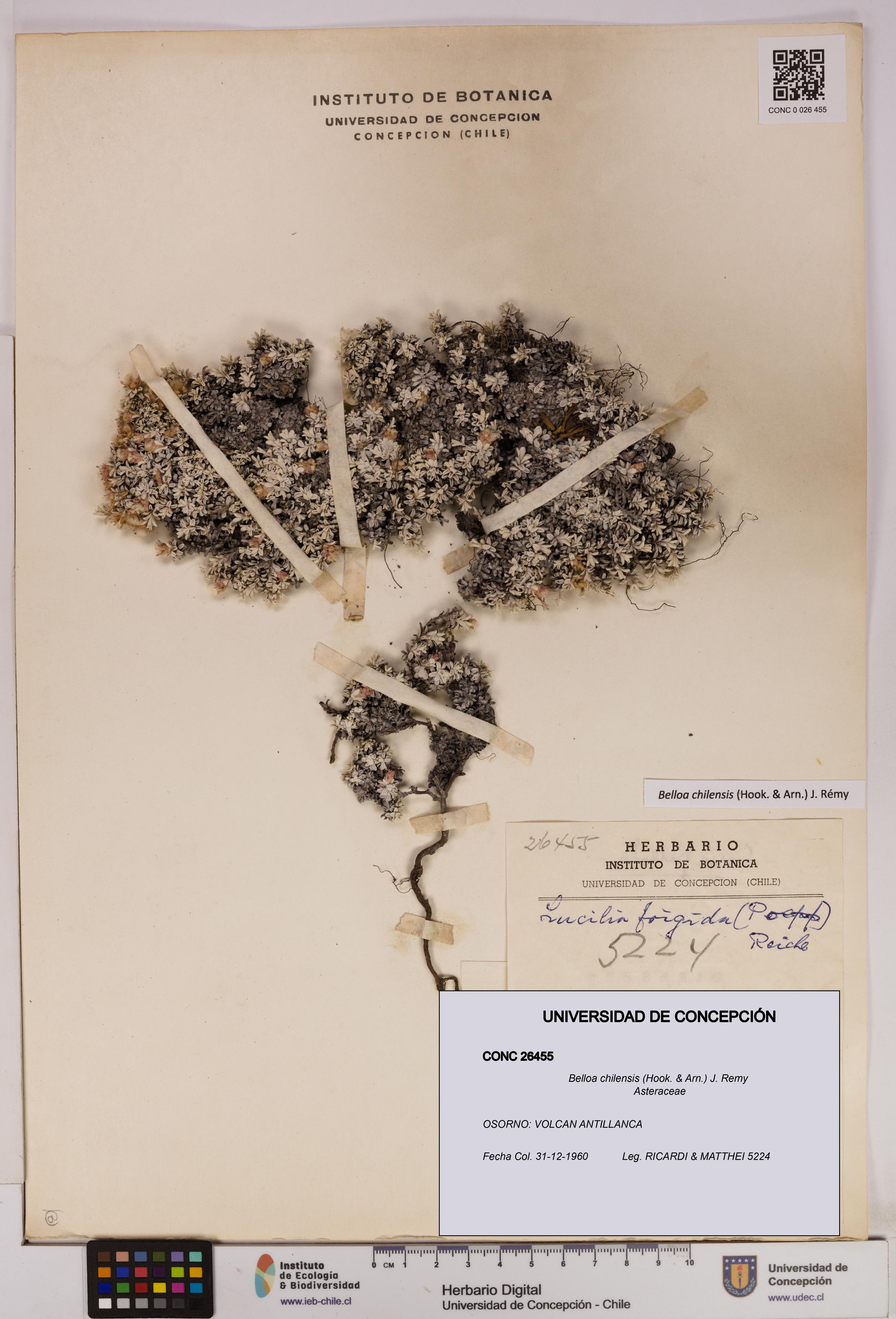 Belloa chilensis [Espécimen: UDEC:CONC:0026455]