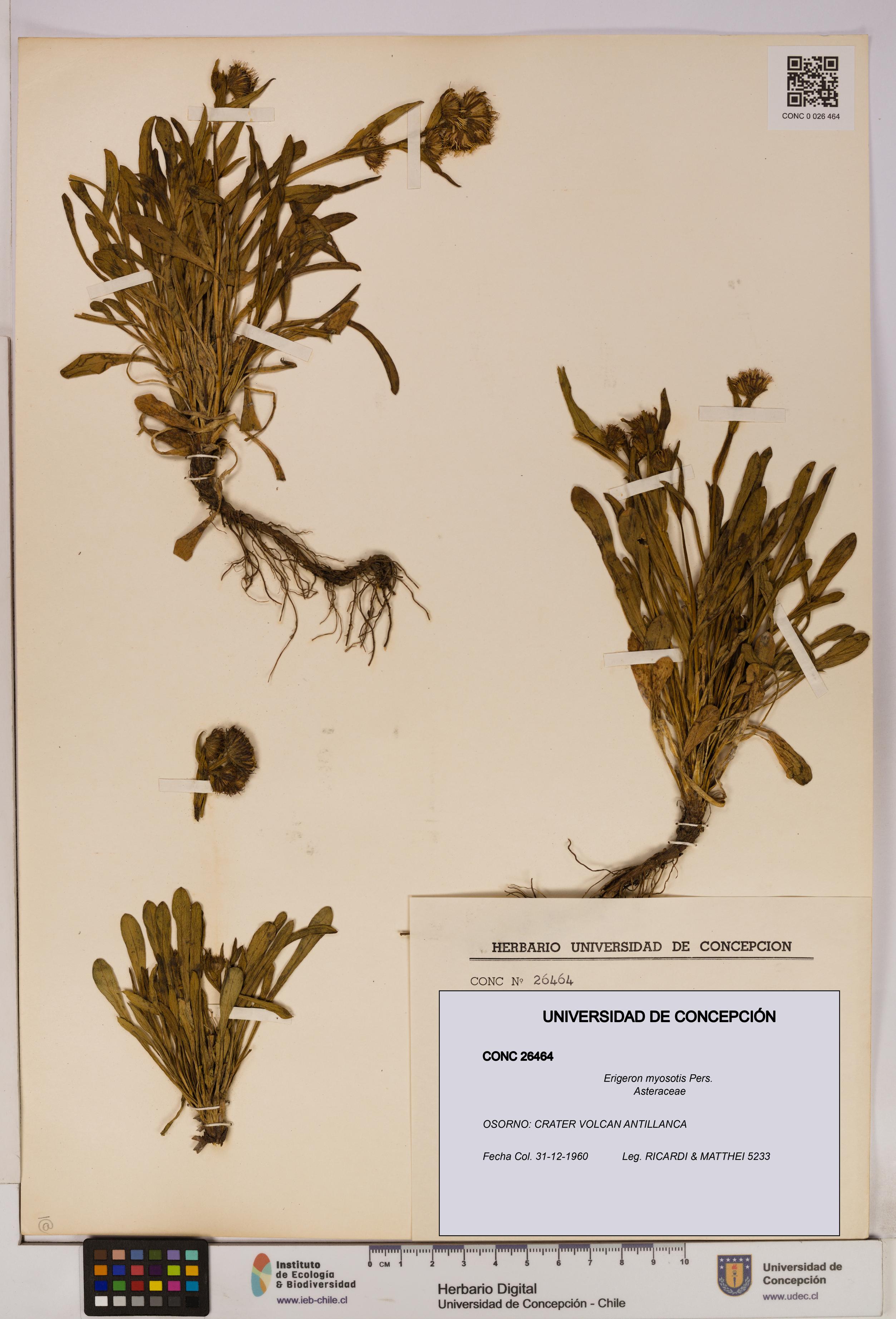 Erigeron myosotis [Espécimen: UDEC:CONC:0026464]