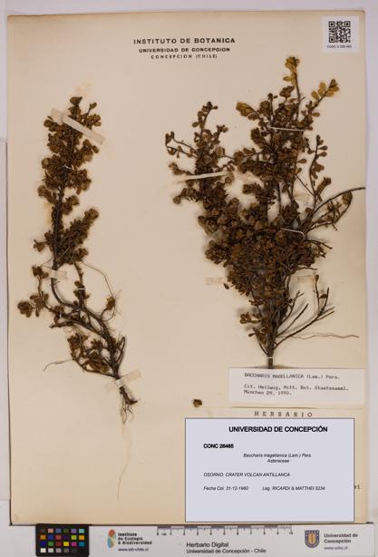 Baccharis magellanica [Espécimen: UDEC:CONC:0026465]