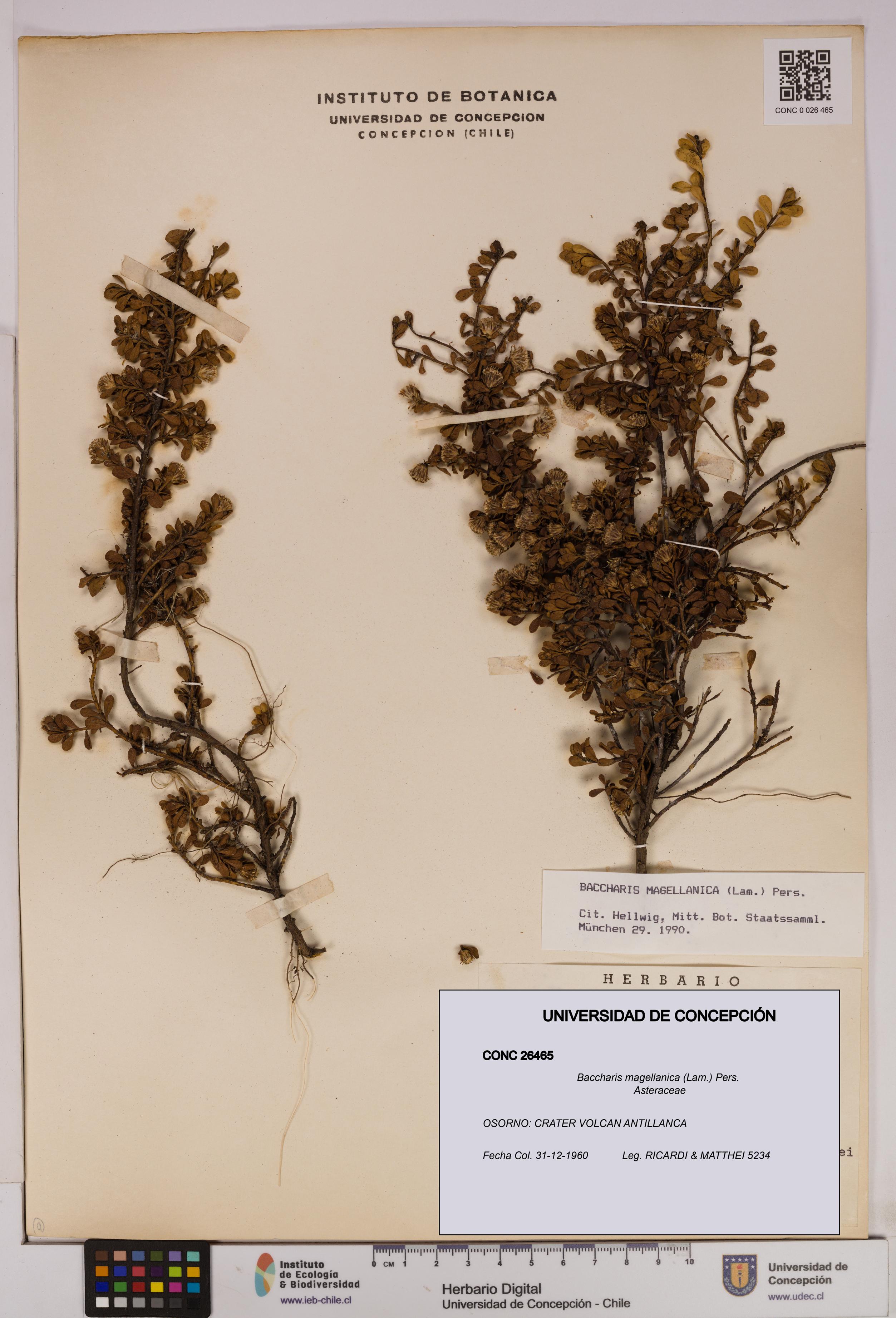 Baccharis magellanica [Espécimen: UDEC:CONC:0026465]