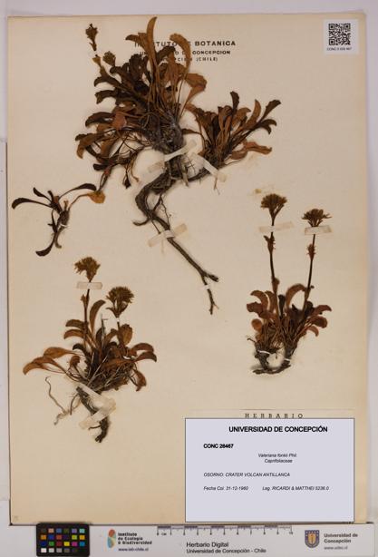 Valeriana fonkii [Espécimen: UDEC:CONC:0026467]