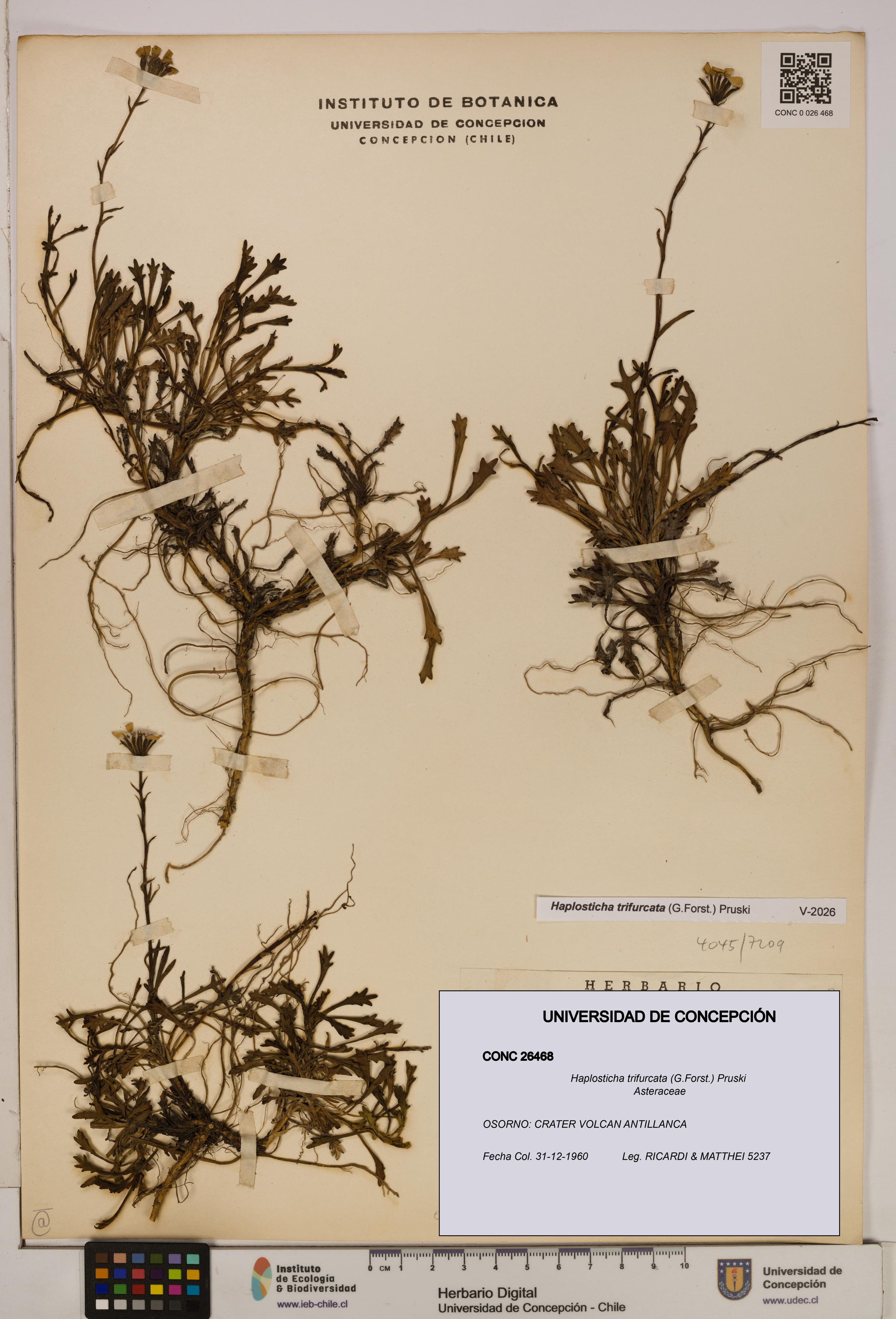 Haplosticha trifurcata [Espécimen: UDEC:CONC:0026468]