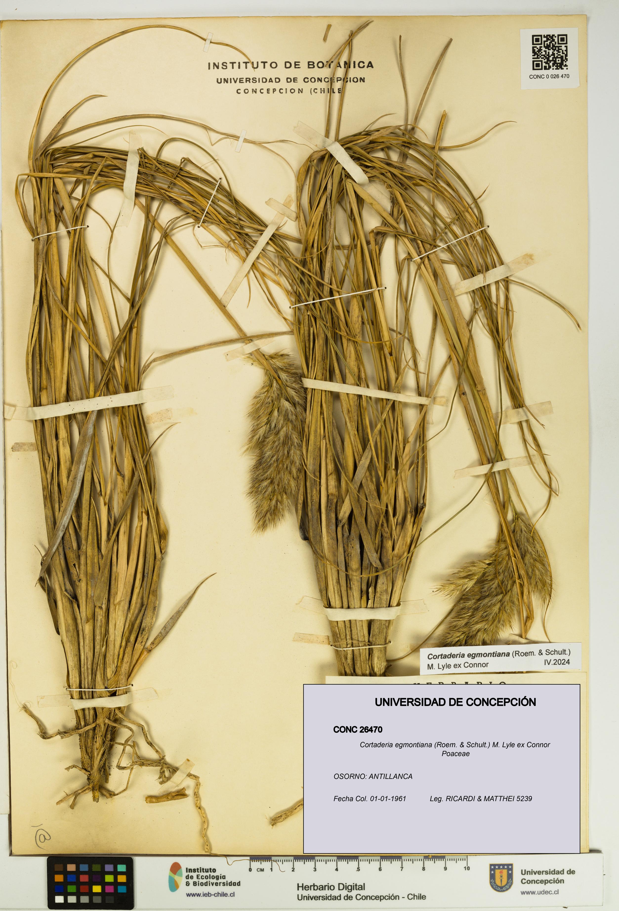 Cortaderia egmontiana [Espécimen: UDEC:CONC:0026470]