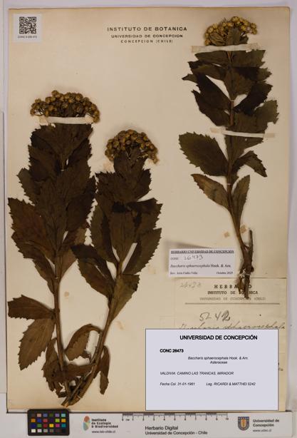 Baccharis sphaerocephala [Espécimen: UDEC:CONC:0026473]