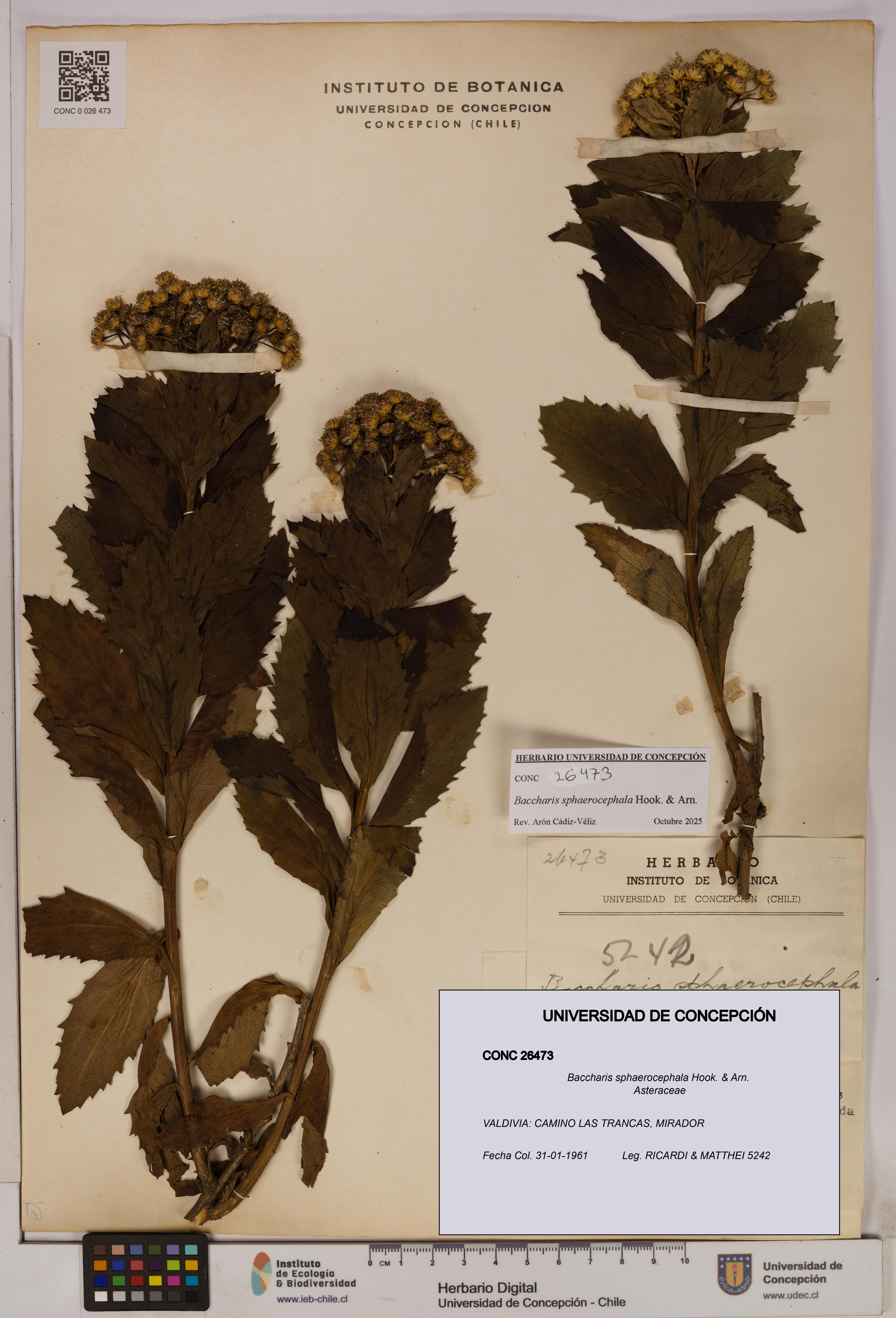 Baccharis sphaerocephala [Espécimen: UDEC:CONC:0026473]