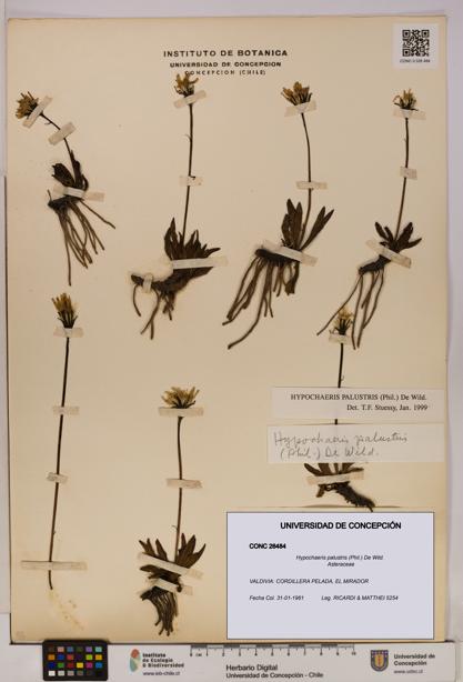 Hypochaeris palustris [Espécimen: UDEC:CONC:0026484]