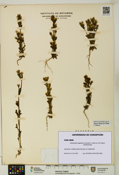 Gentianella magellanica [Espécimen: UDEC:CONC:0026492]