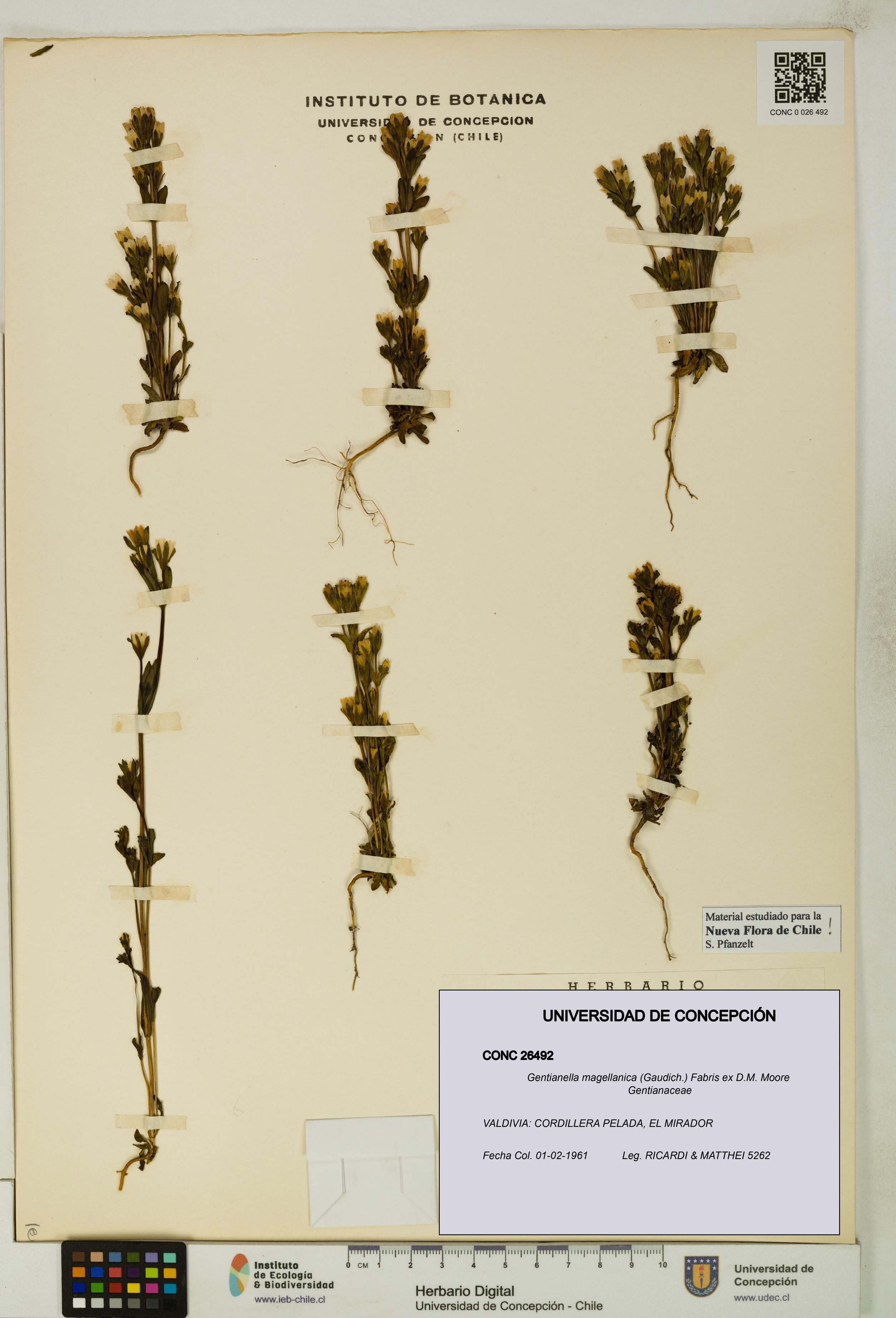 Gentianella magellanica [Espécimen: UDEC:CONC:0026492]