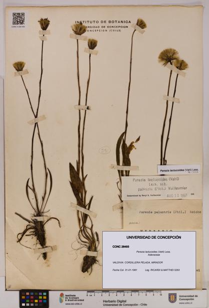 Perezia lactucoides [Espécimen: UDEC:CONC:0026493]
