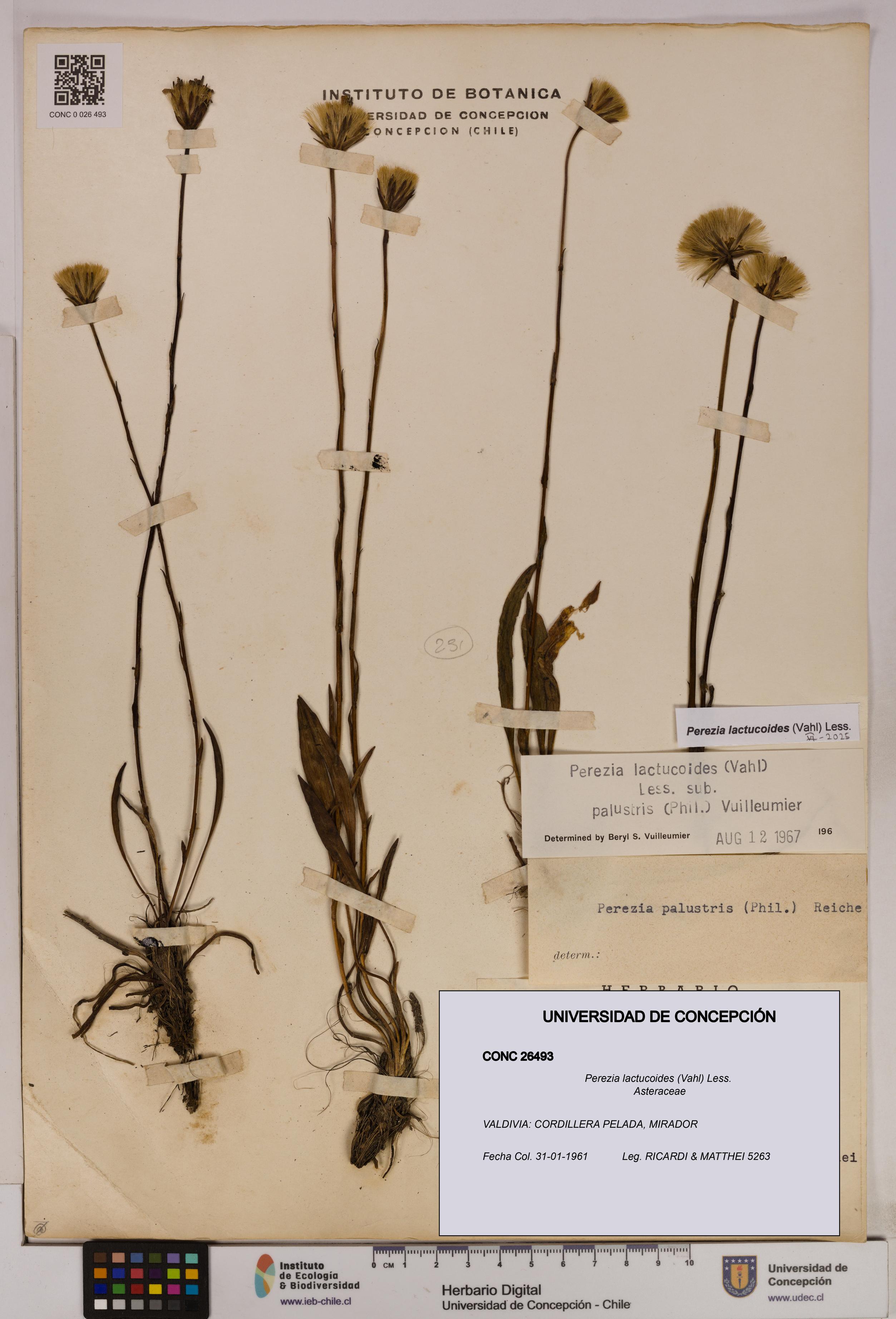 Perezia lactucoides [Espécimen: UDEC:CONC:0026493]