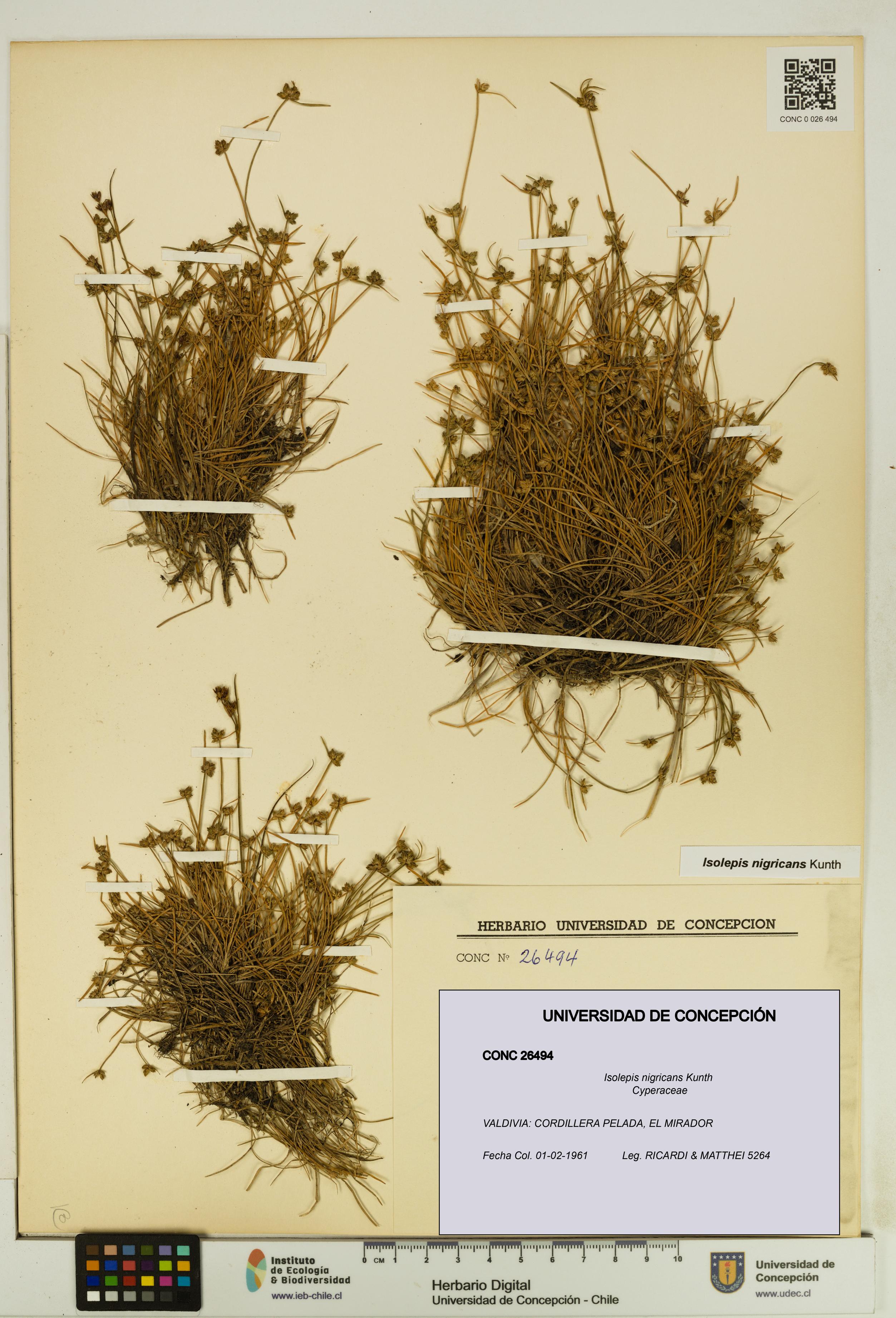 Isolepis nigricans [Espécimen: UDEC:CONC:0026494]
