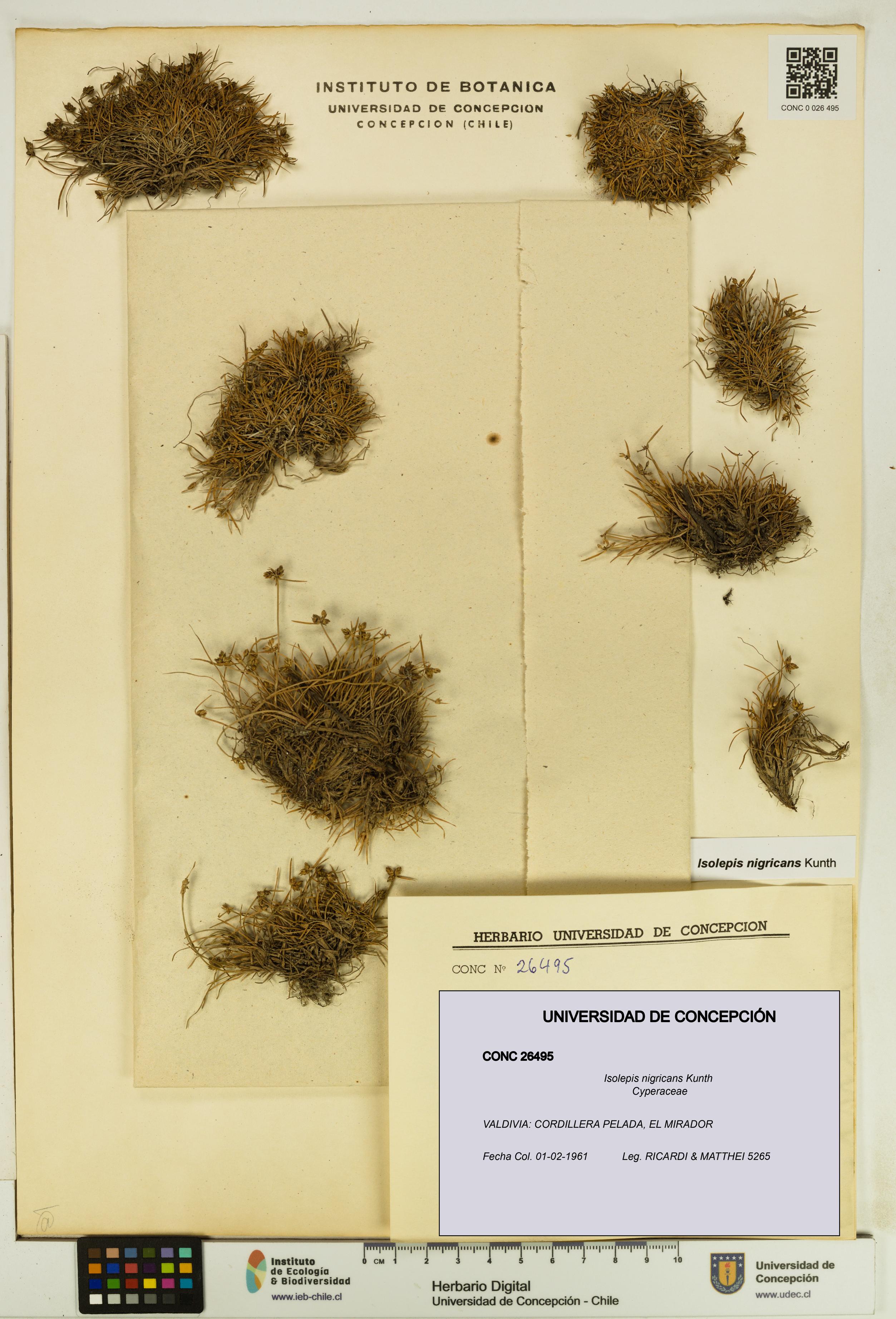 Isolepis nigricans [Espécimen: UDEC:CONC:0026495]