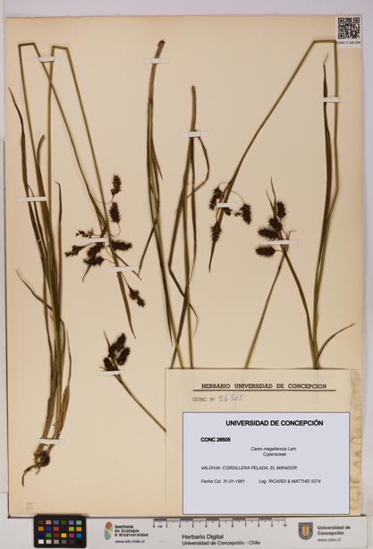 Carex magellanica [Espécimen: UDEC:CONC:0026505]