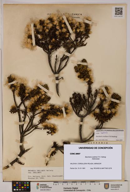 Baccharis zoellneri [Espécimen: UDEC:CONC:0026507]