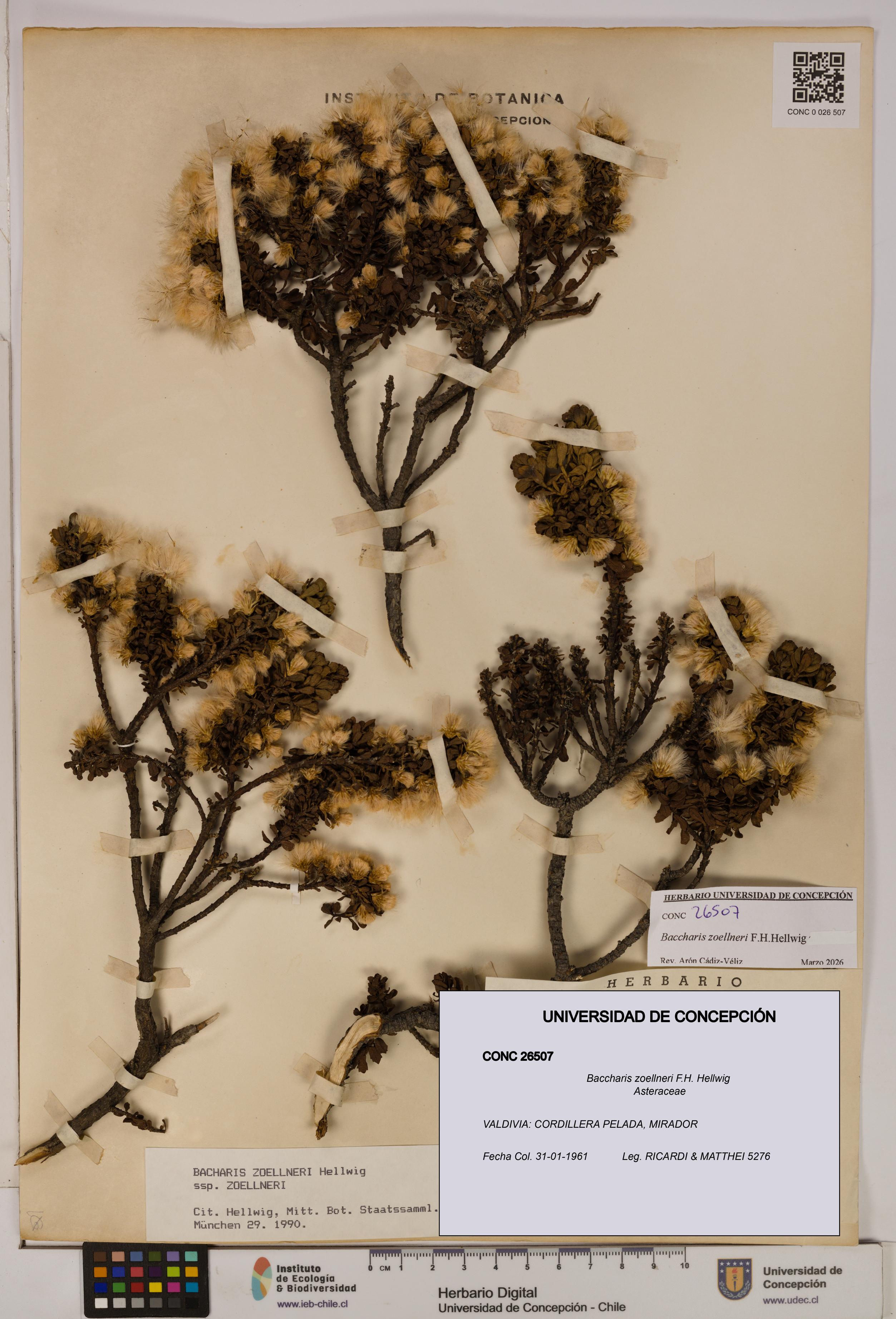 Baccharis zoellneri [Espécimen: UDEC:CONC:0026507]