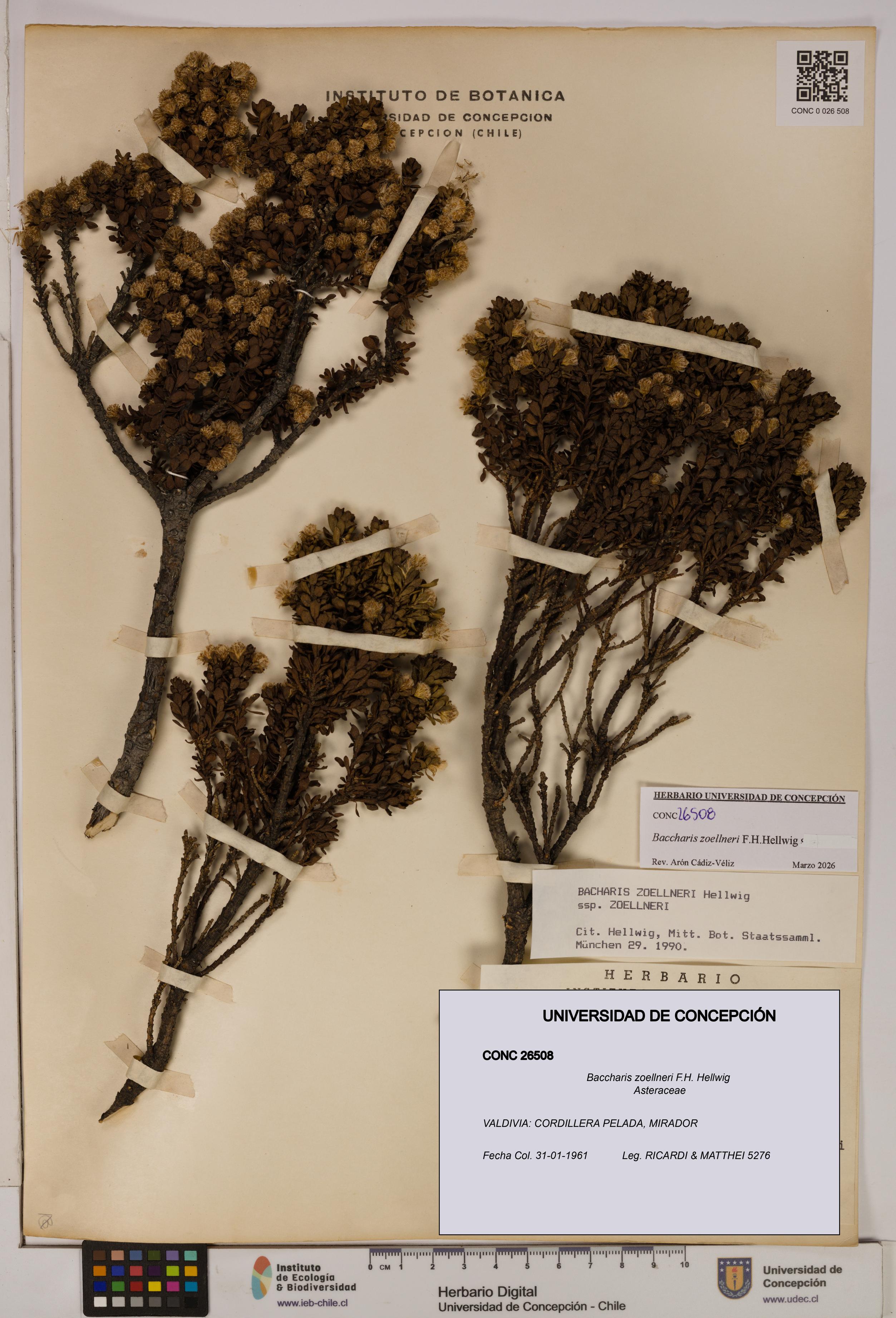 Baccharis zoellneri [Espécimen: UDEC:CONC:0026508]