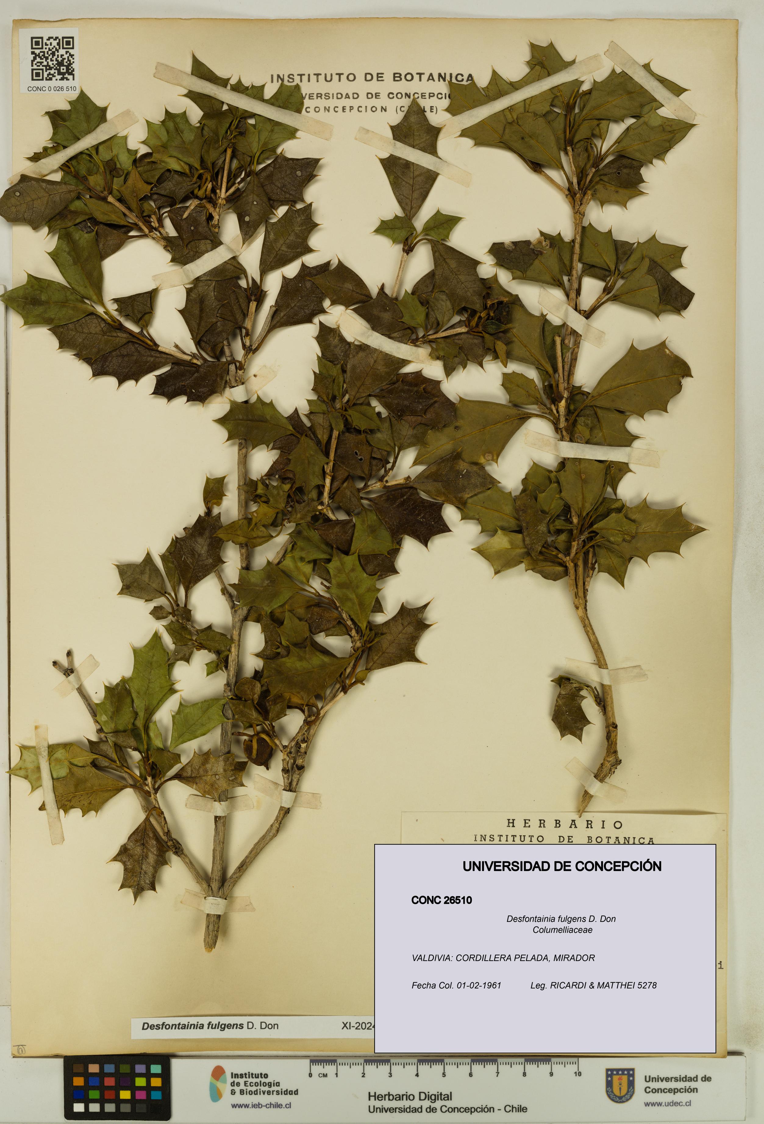 Desfontainia fulgens [Espécimen: UDEC:CONC:0026510]