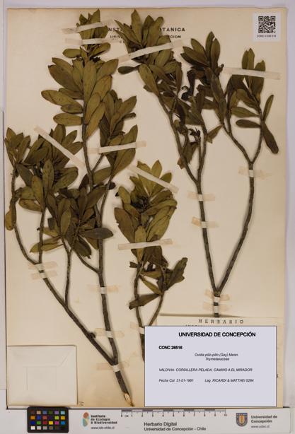 Ovidia pillo-pillo [Espécimen: UDEC:CONC:0026516]