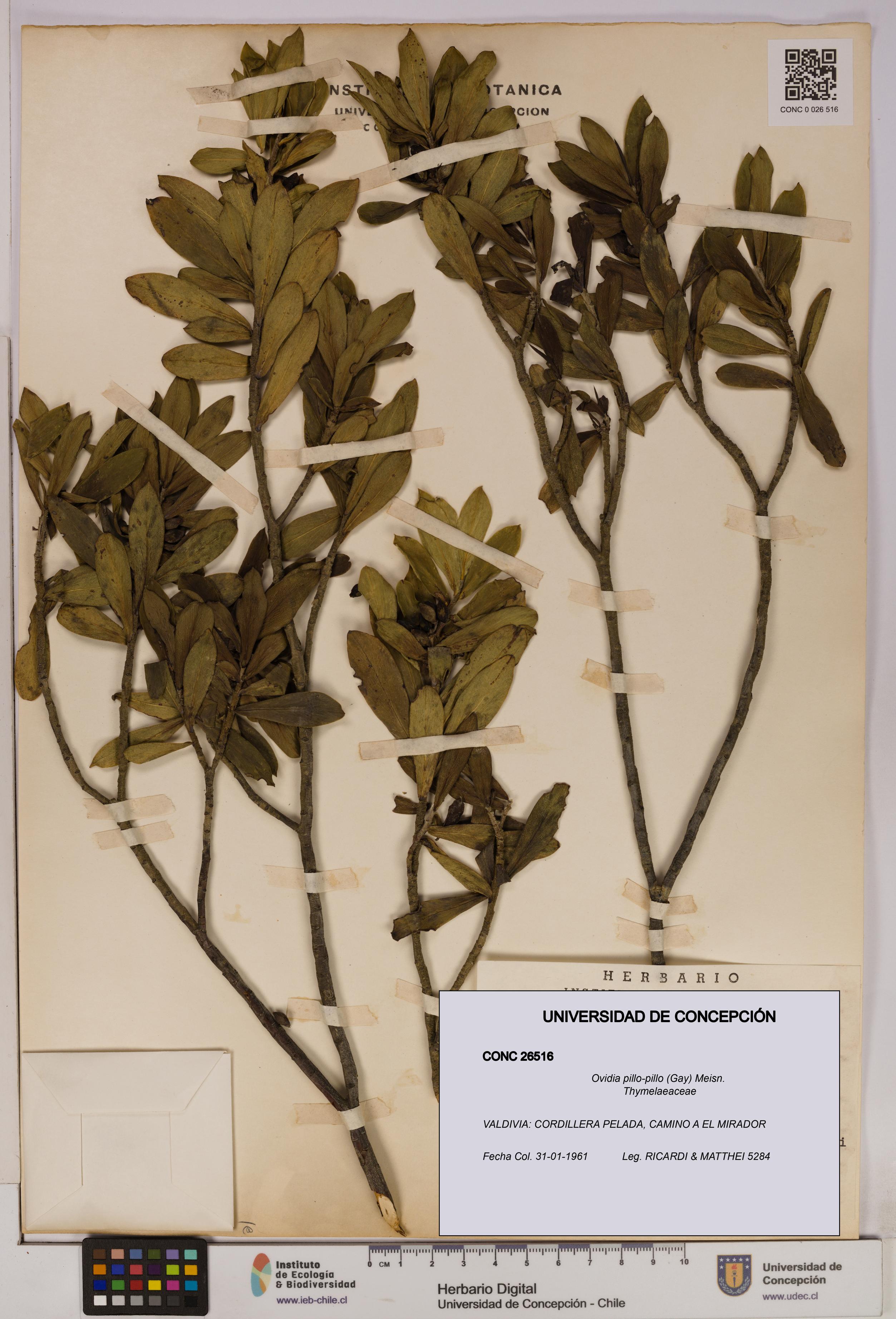 Ovidia pillo-pillo [Espécimen: UDEC:CONC:0026516]