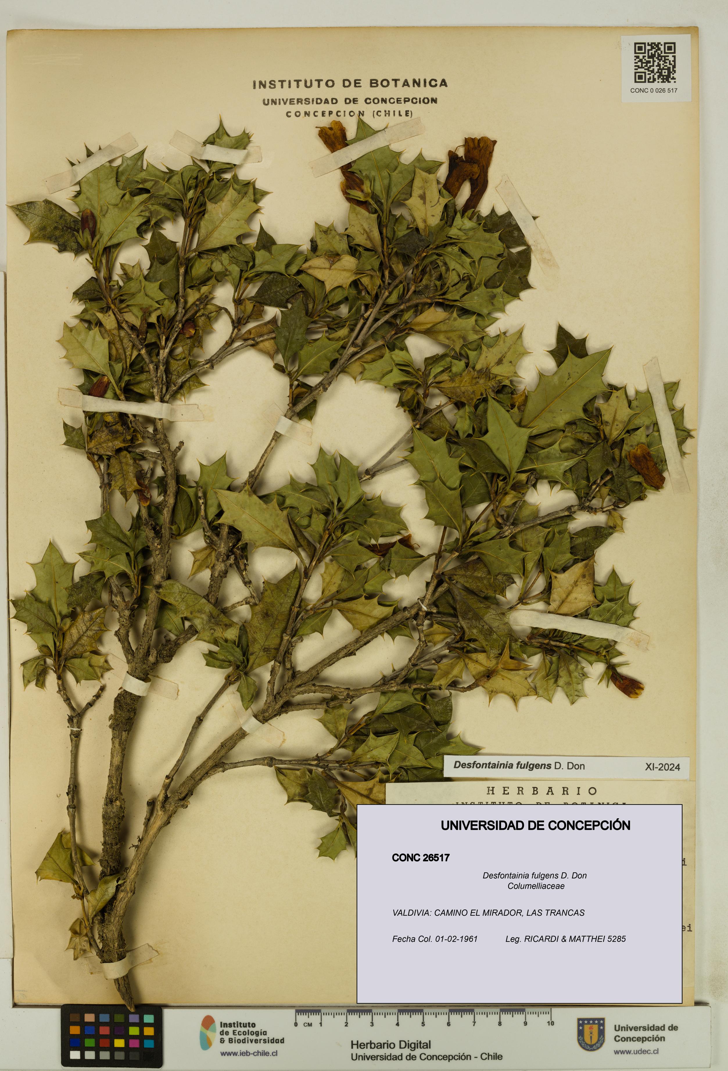 Desfontainia fulgens [Espécimen: UDEC:CONC:0026517]