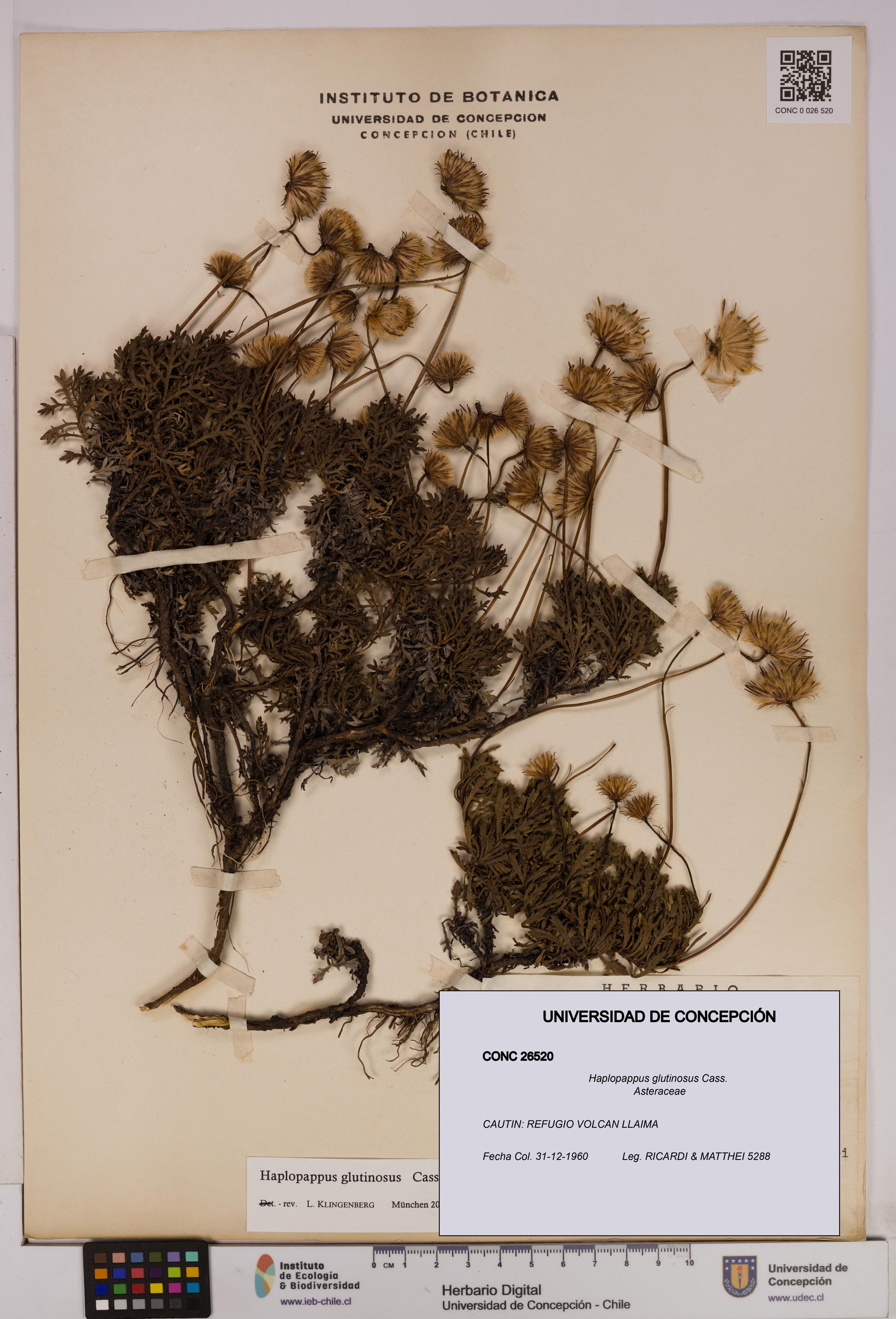 Haplopappus glutinosus [Espécimen: UDEC:CONC:0026520]