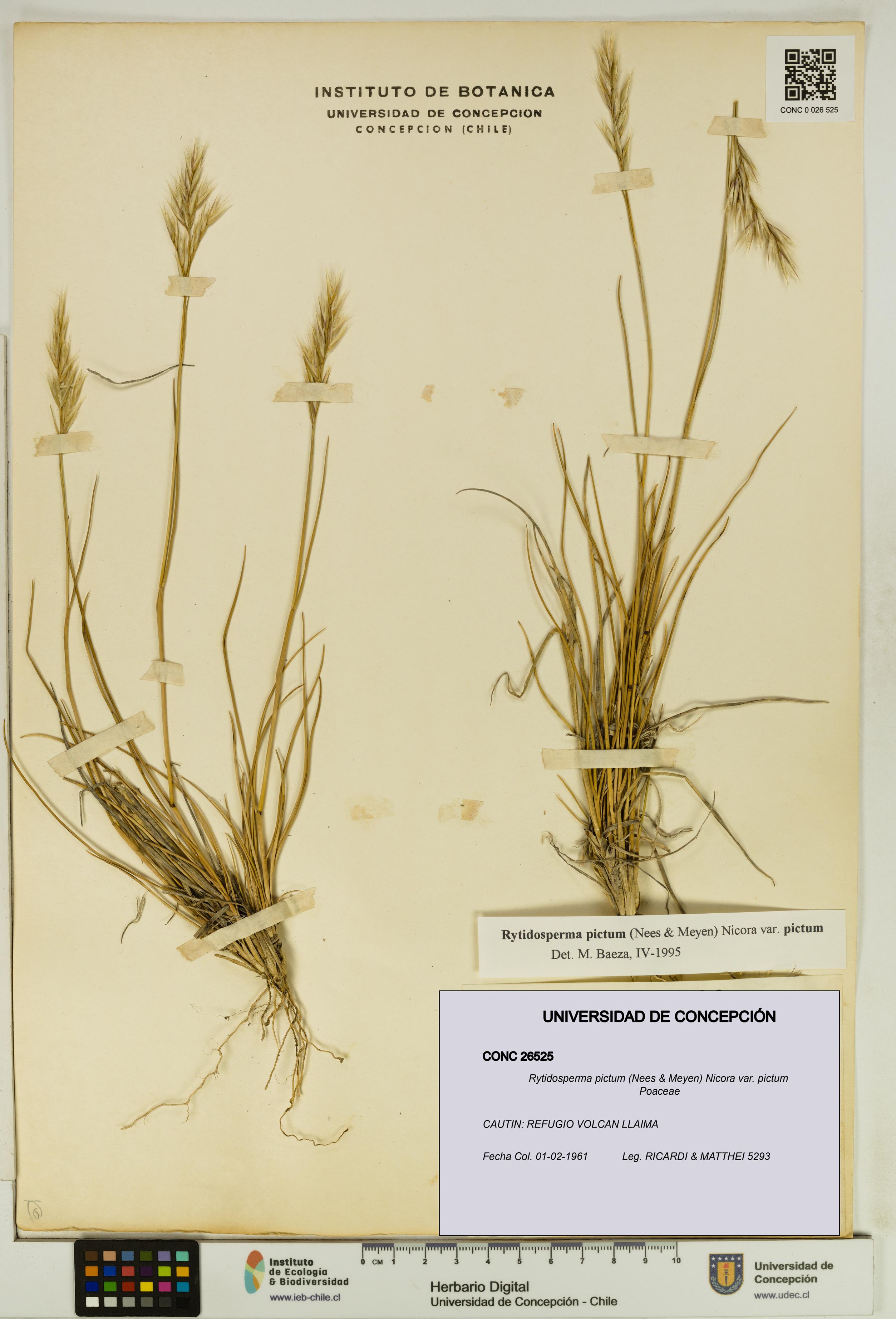 Rytidosperma pictum var. pictum [Espécimen: UDEC:CONC:0026525]