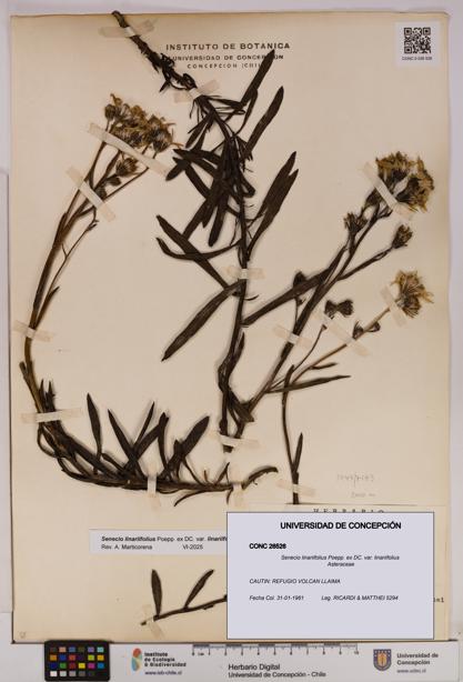 Senecio linariifolius var. linariifolius [Espécimen: UDEC:CONC:0026526]