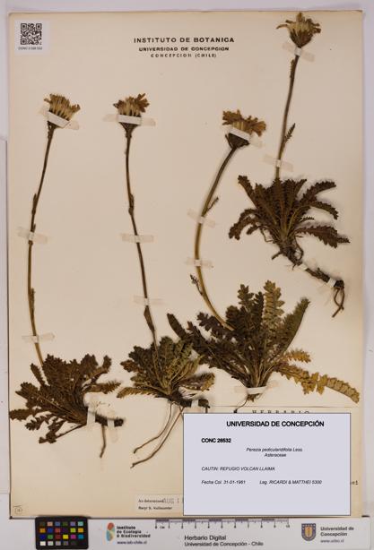 Perezia pedicularidifolia [Espécimen: UDEC:CONC:0026532]