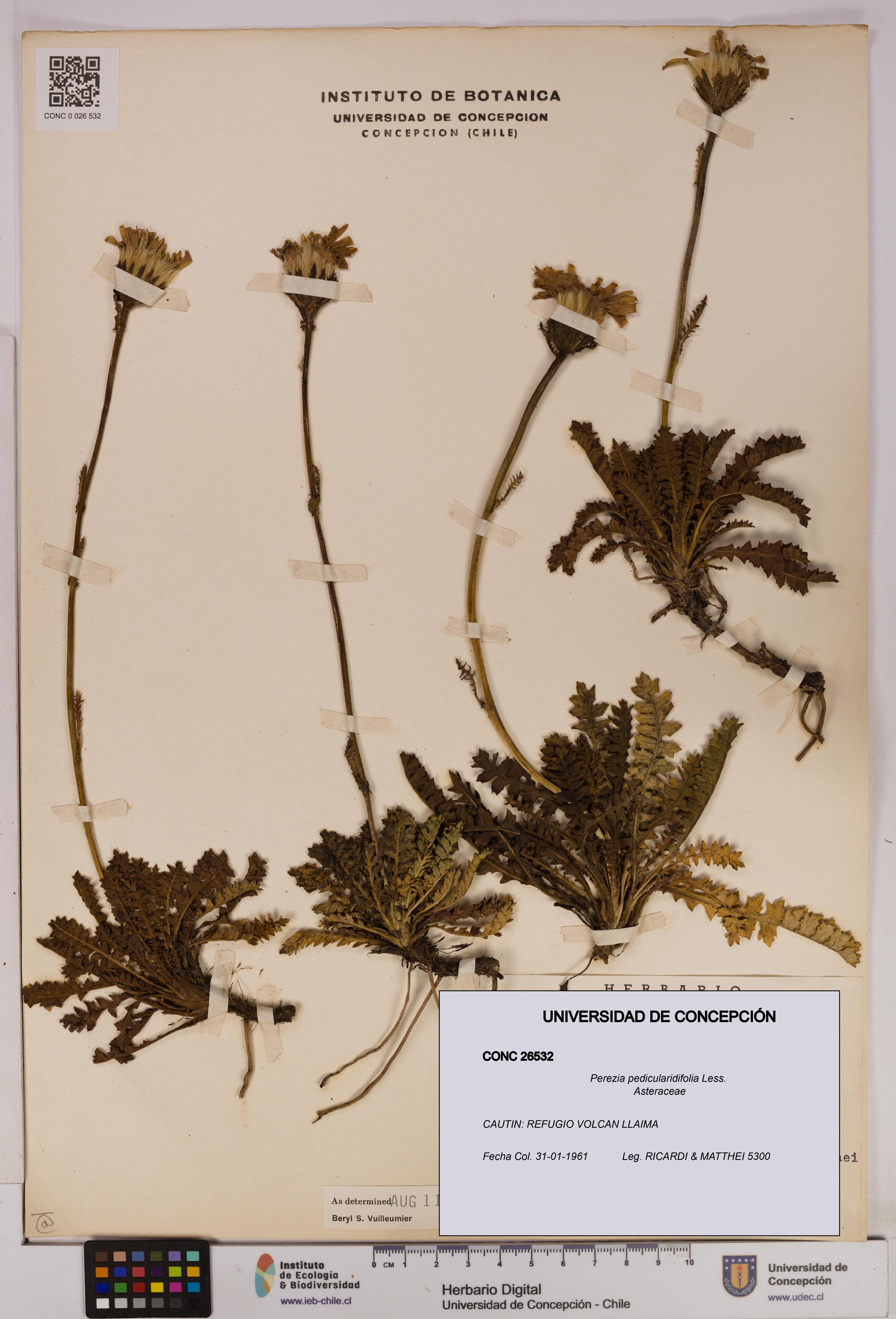 Perezia pedicularidifolia [Espécimen: UDEC:CONC:0026532]