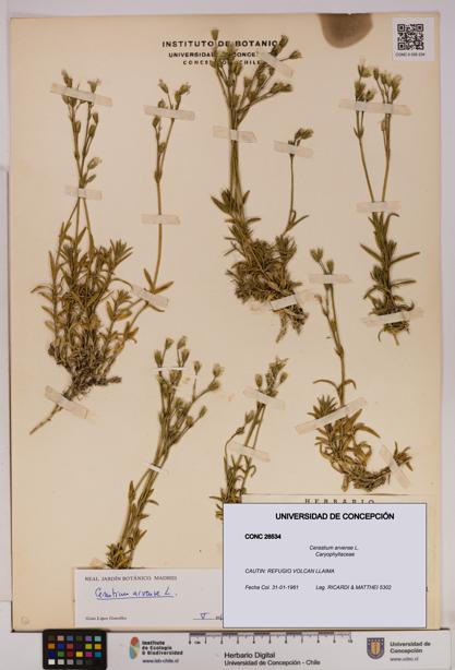 Cerastium arvense [Espécimen: UDEC:CONC:0026534]