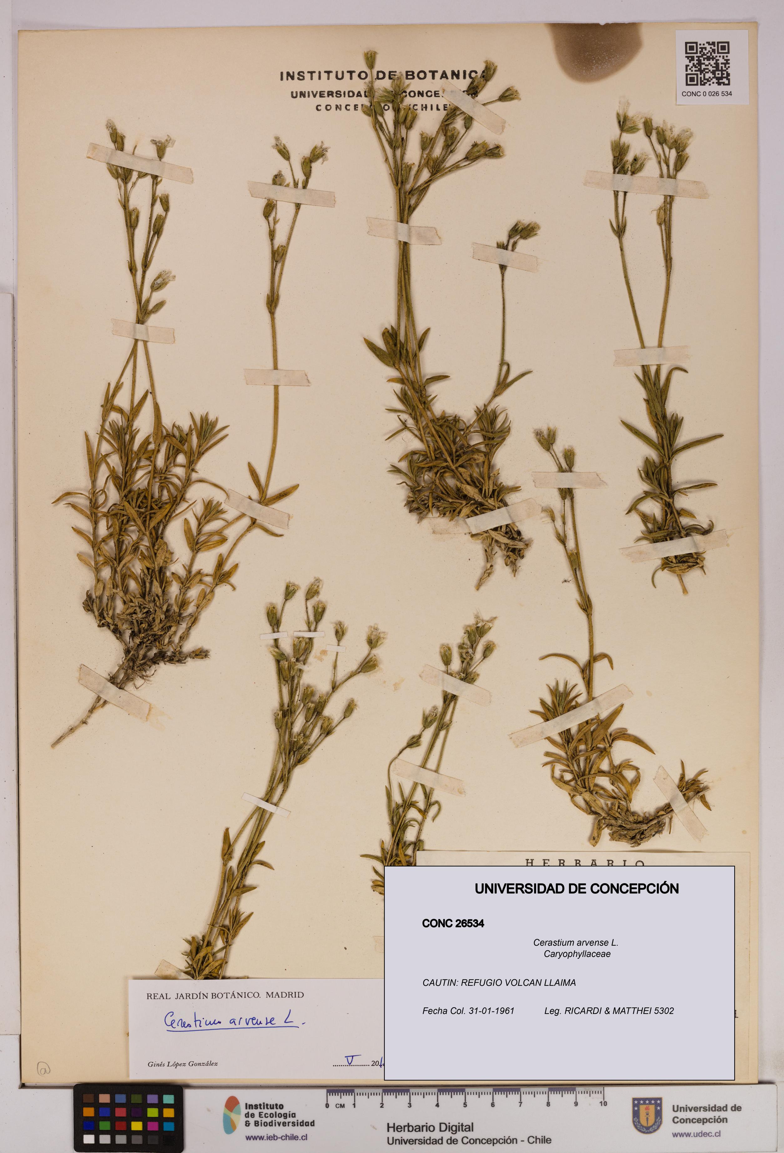 Cerastium arvense [Espécimen: UDEC:CONC:0026534]