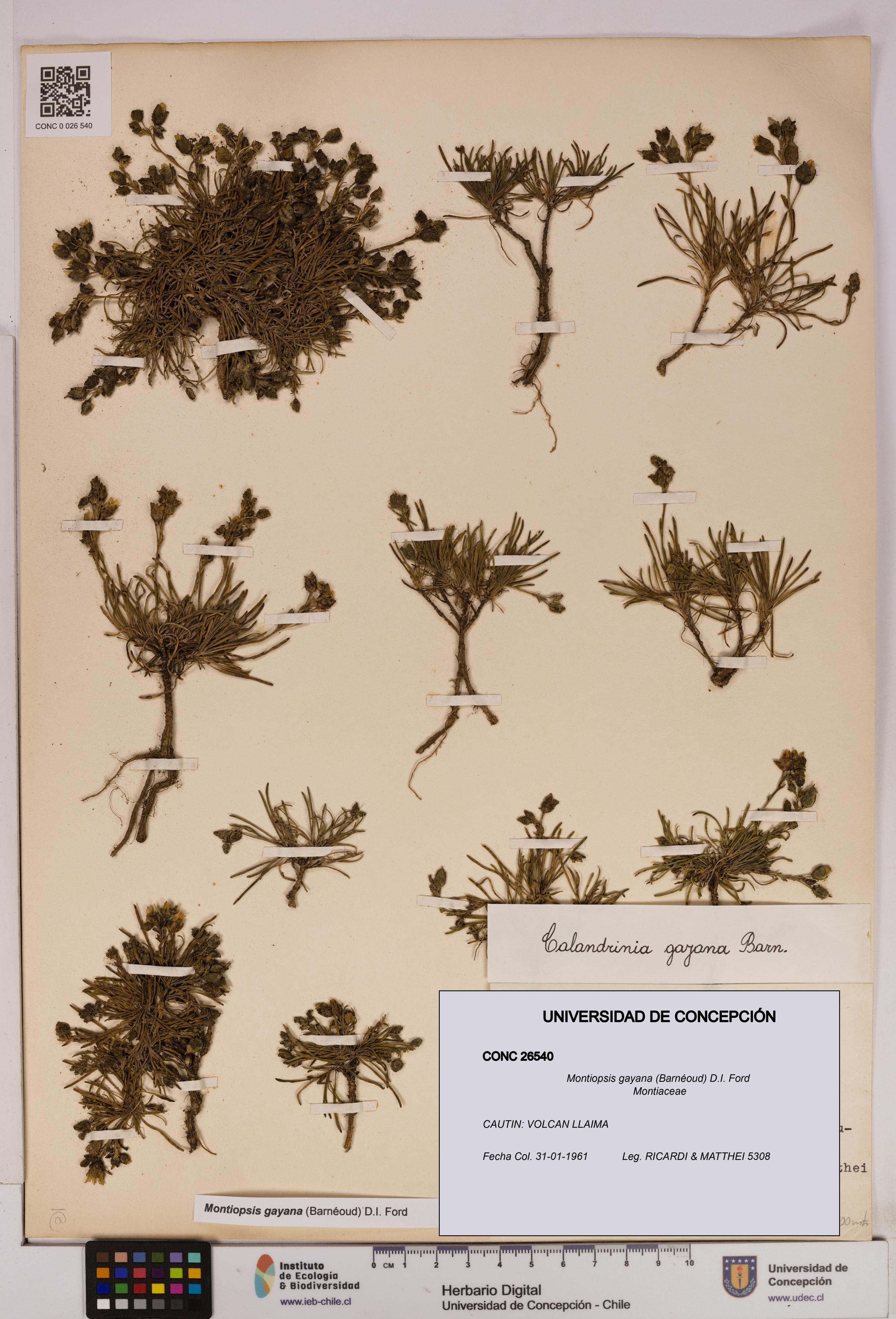 Montiopsis gayana [Espécimen: UDEC:CONC:0026540]
