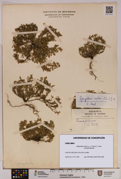 Spergularia rubra [Espécimen: UDEC:CONC:0026541]