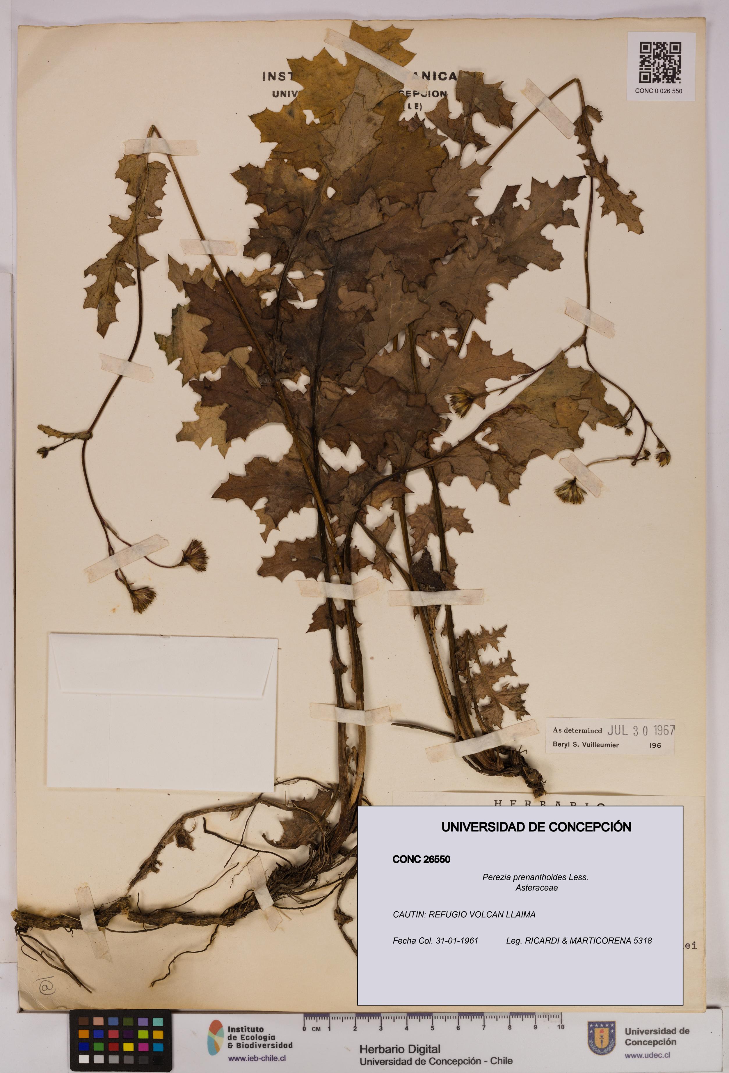 Perezia prenanthoides [Espécimen: UDEC:CONC:0026550]