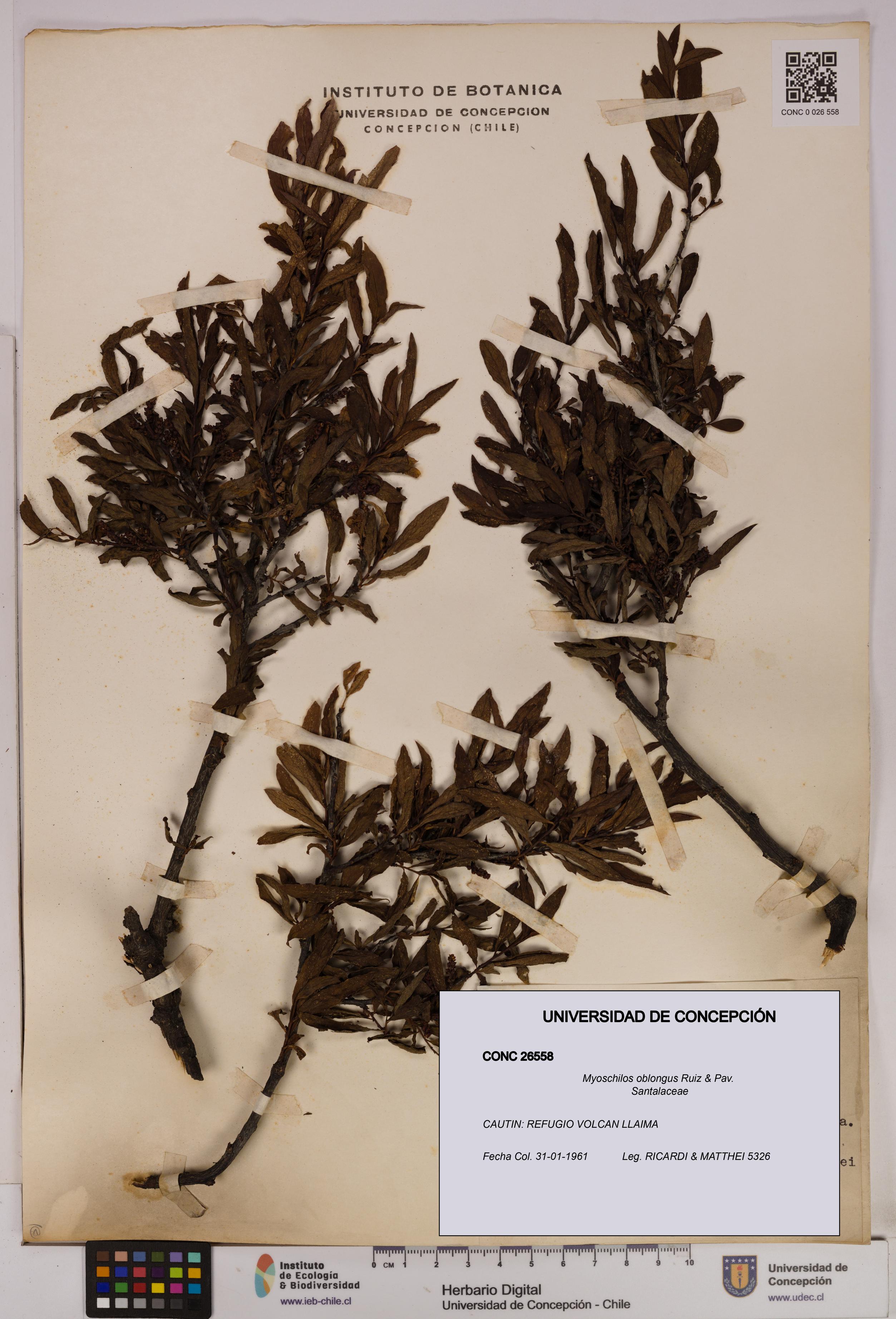 Myoschilos oblongus [Espécimen: UDEC:CONC:0026558]