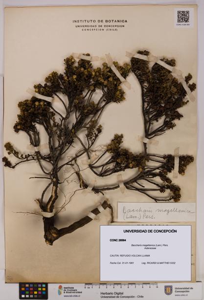 Baccharis magellanica [Espécimen: UDEC:CONC:0026564]