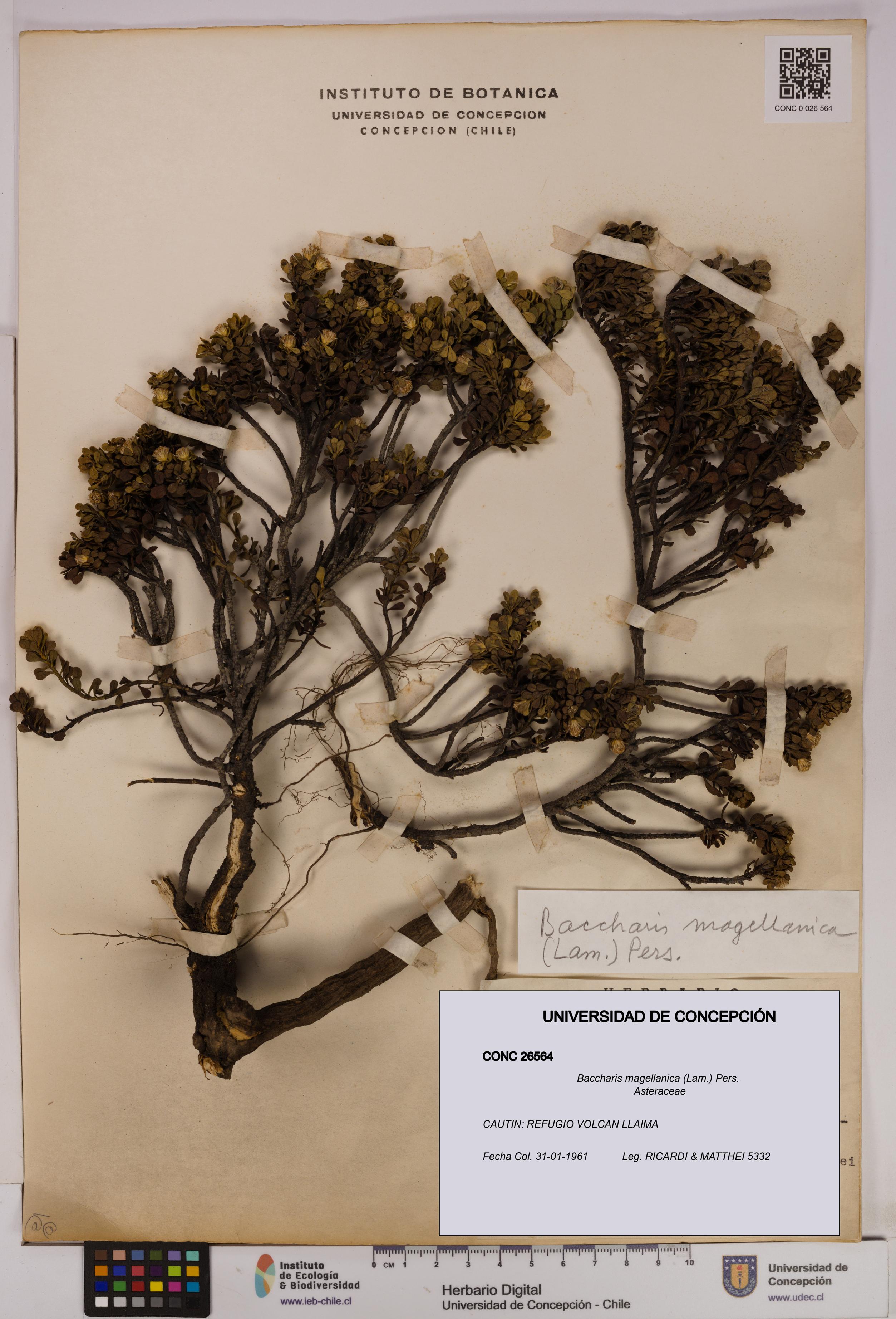 Baccharis magellanica [Espécimen: UDEC:CONC:0026564]