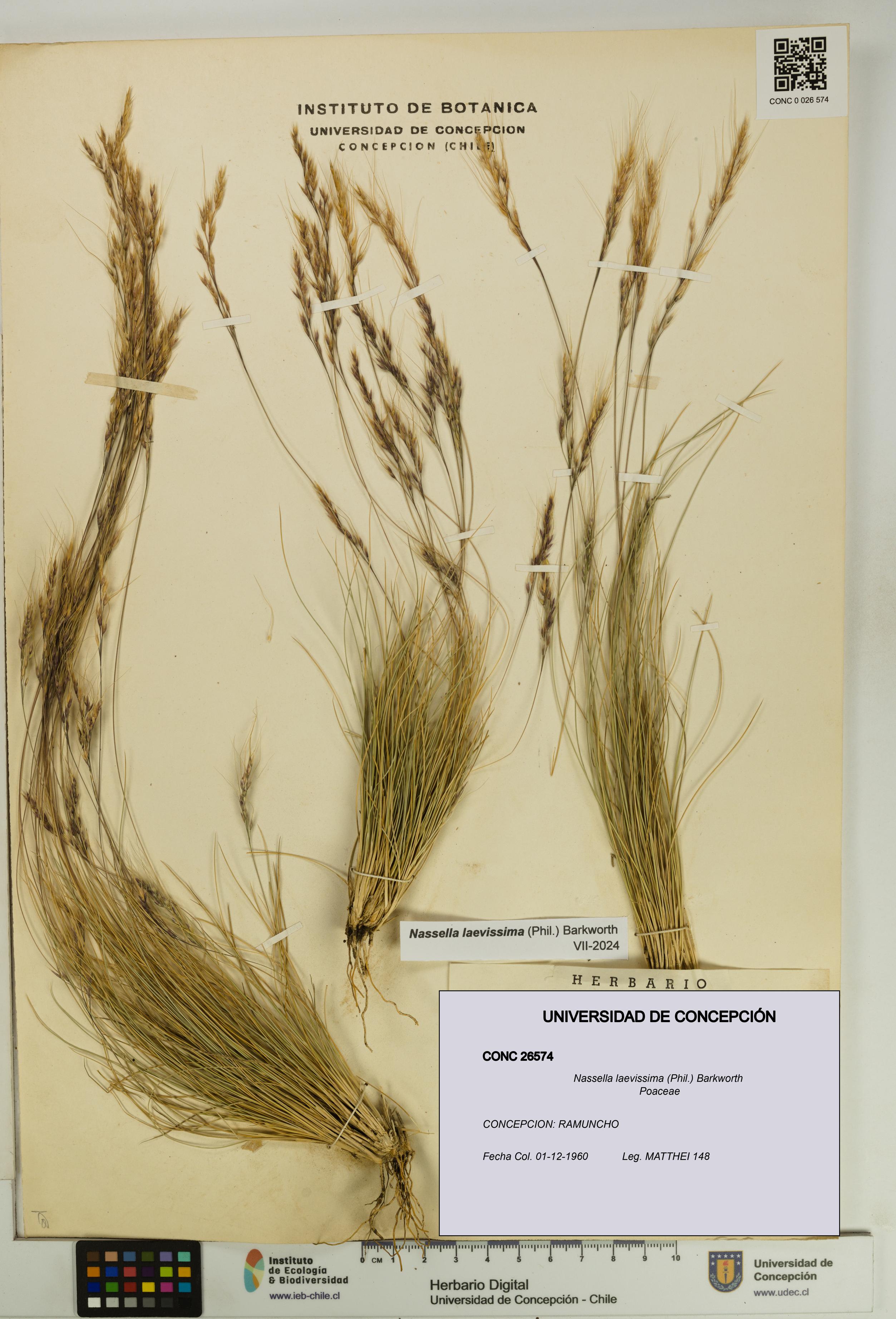 Nassella laevissima [Espécimen: UDEC:CONC:0026574]