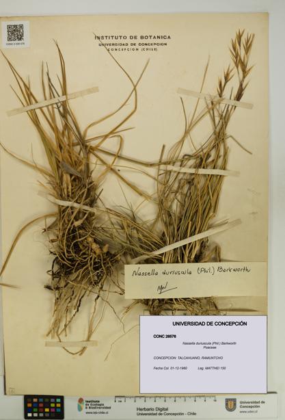 Nassella duriuscula [Espécimen: UDEC:CONC:0026576]
