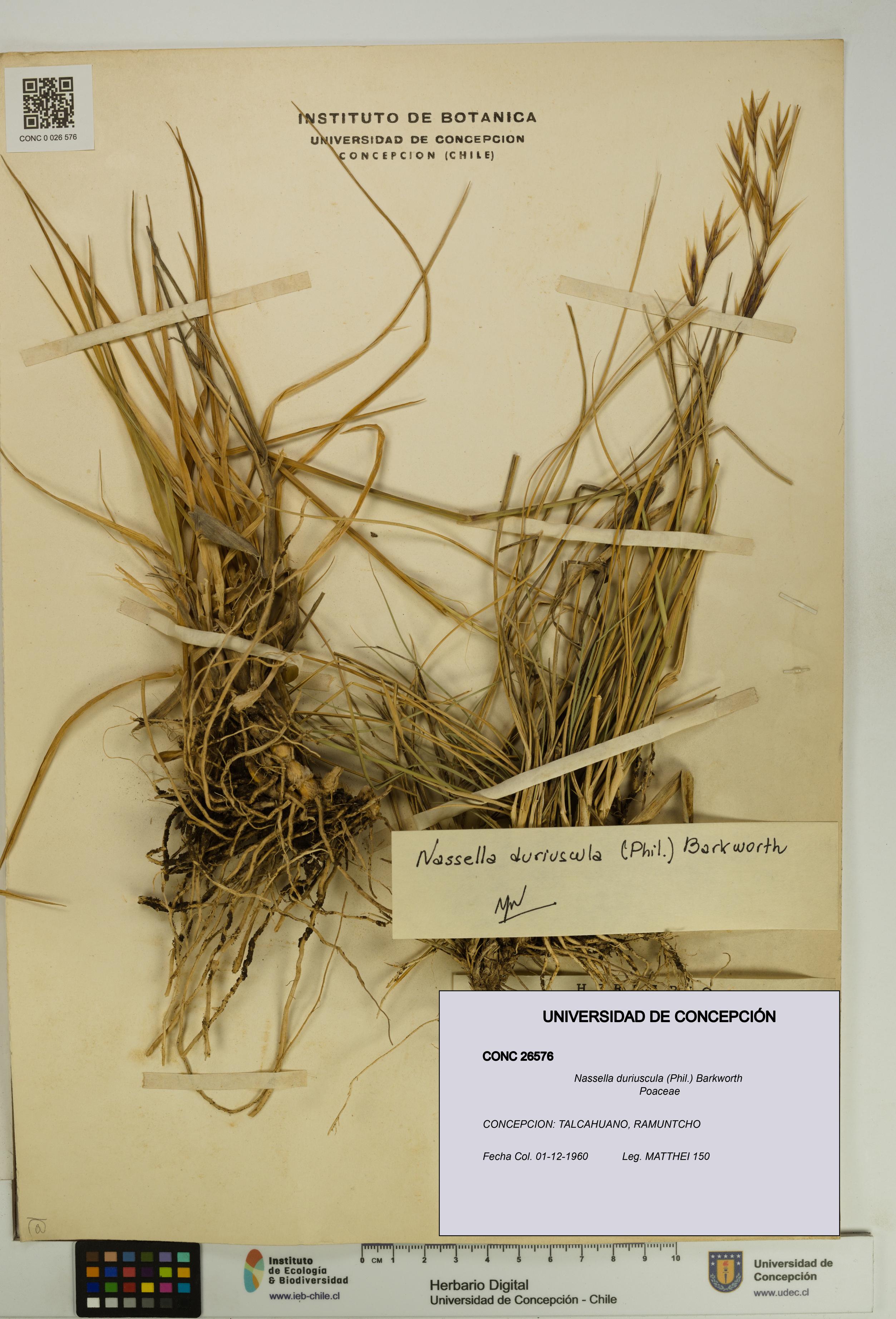 Nassella duriuscula [Espécimen: UDEC:CONC:0026576]