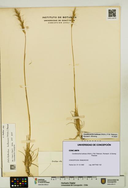 Condilorachia bulbosa [Espécimen: UDEC:CONC:0026578]