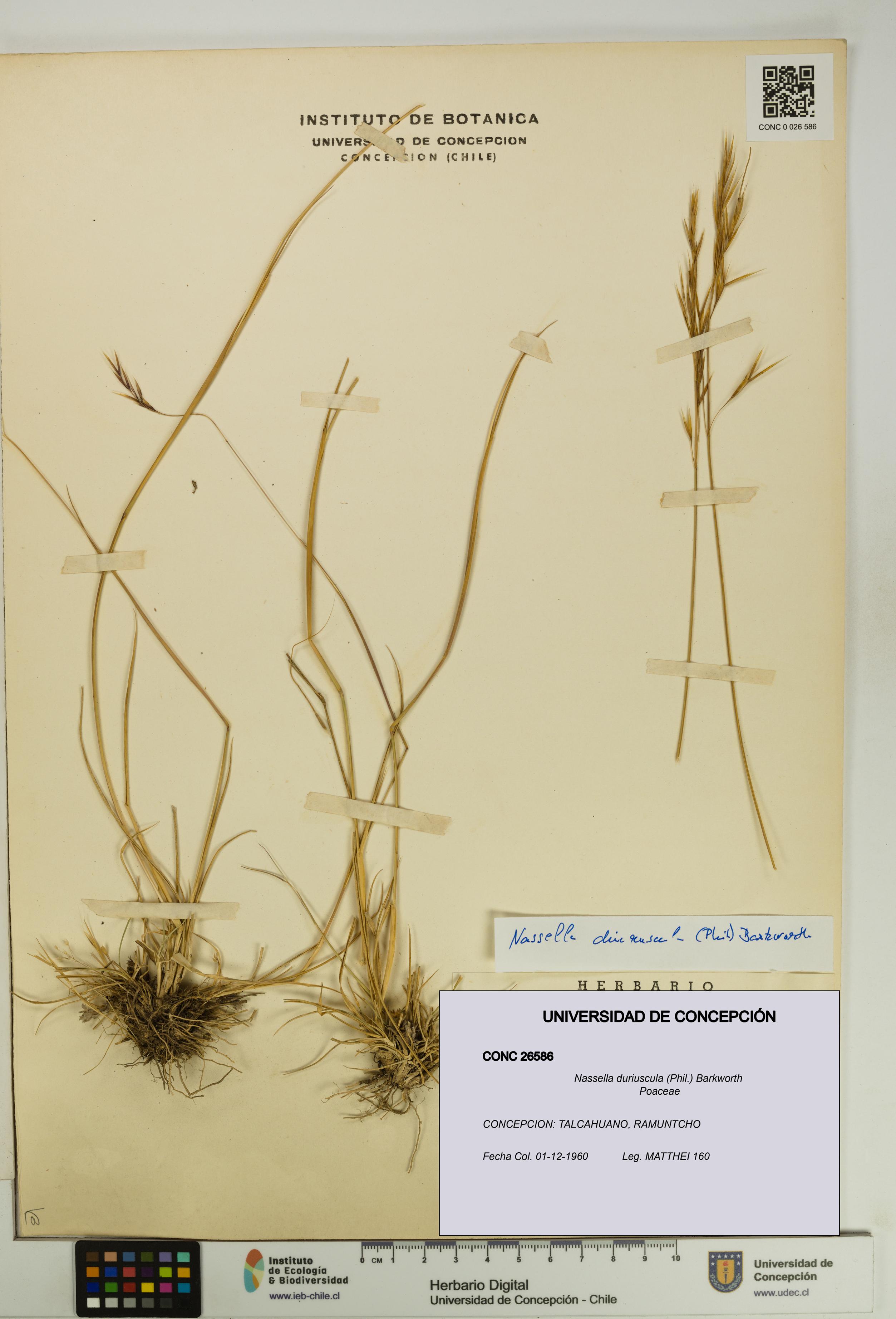 Nassella duriuscula [Espécimen: UDEC:CONC:0026586]